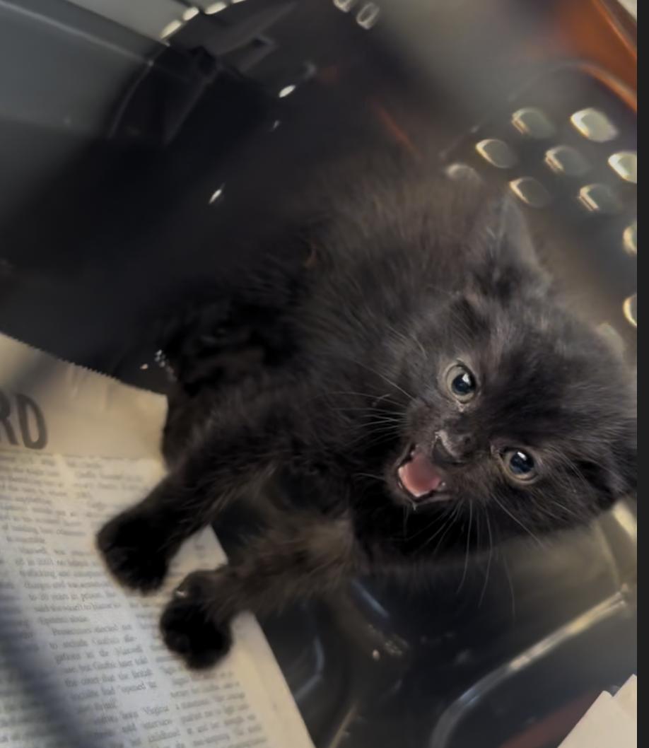 Enlarge Ebony & Ivory (available in APRIL) , a ADOPTABLE mixed breed in Houston, TX image 6/6