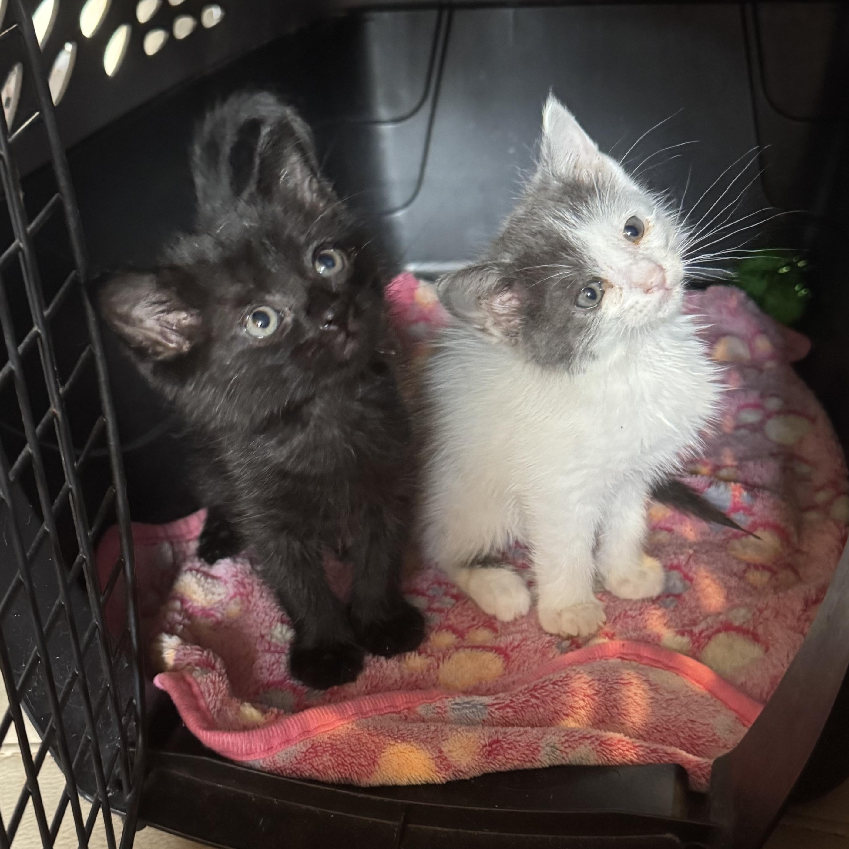 Ebony & Ivory (available in APRIL) , ADOPTABLE, Kitten Female Domestic Long Hair.