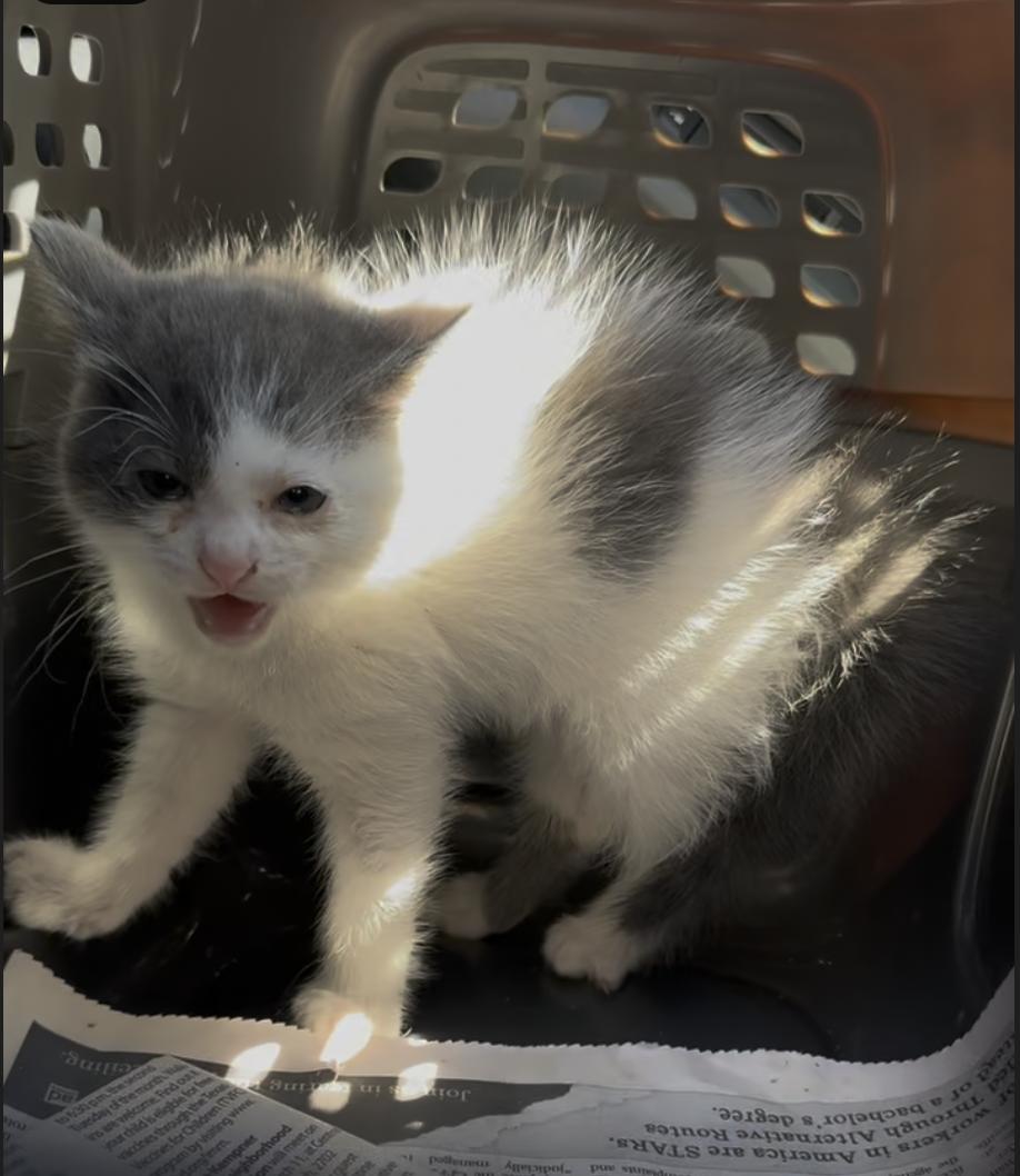 Enlarge Ebony & Ivory (available in APRIL) , a ADOPTABLE mixed breed in Houston, TX image 5/6