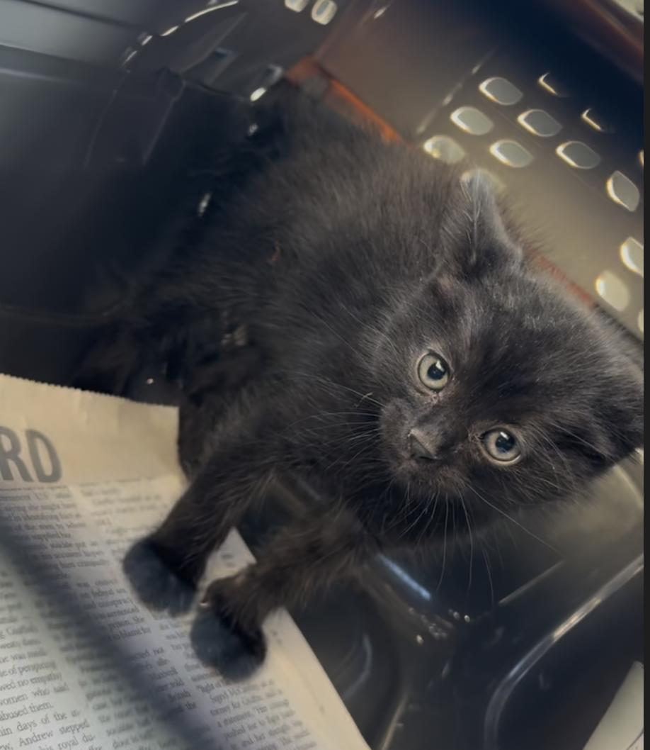 Enlarge Ebony & Ivory (available in APRIL) , a ADOPTABLE mixed breed in Houston, TX image 4/6