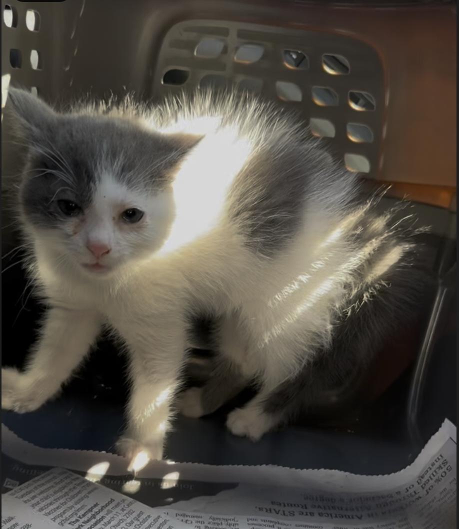 Enlarge Ebony & Ivory (available in APRIL) , a ADOPTABLE mixed breed in Houston, TX image 3/6