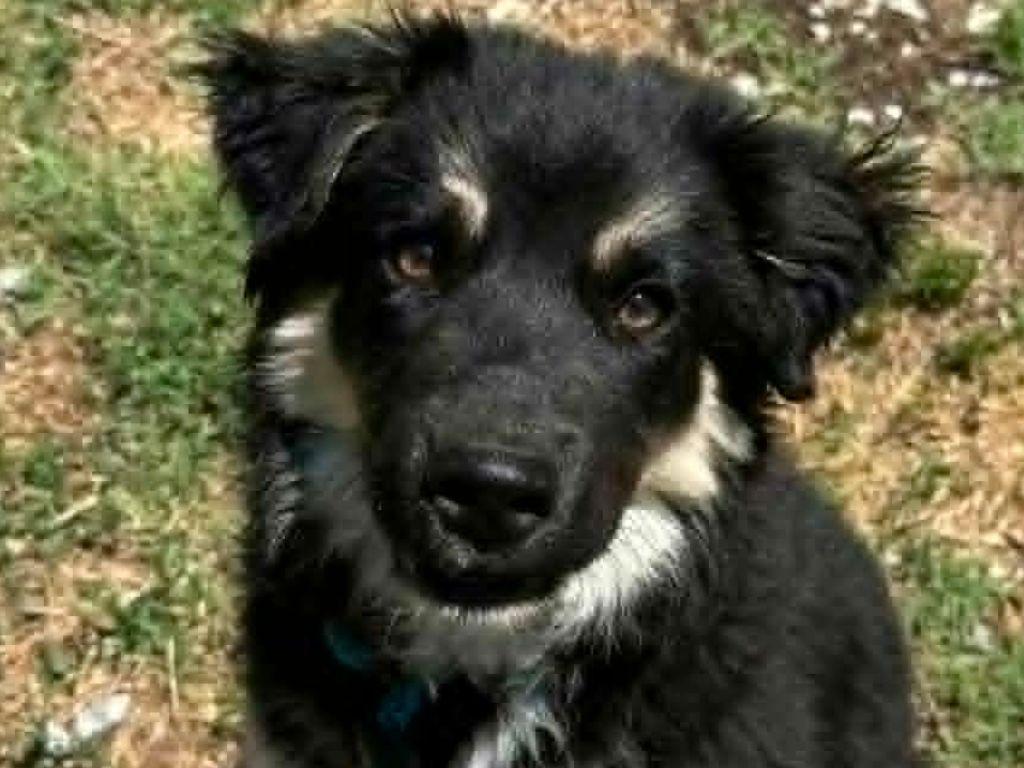 Peanut Butter, a Adoptable mixed breed in Cookeville, TN image 1/3
