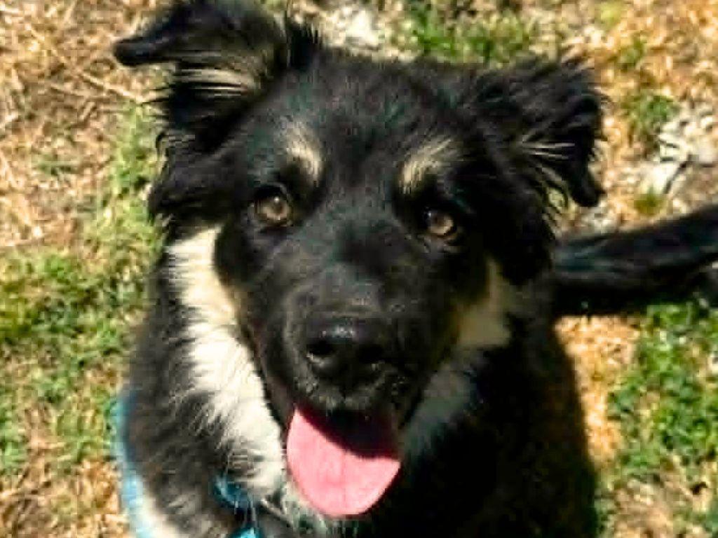 Peanut Butter, a Adoptable mixed breed in Cookeville, TN image 2/3