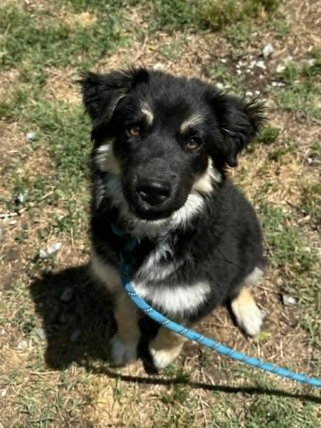 Peanut Butter, a Adoptable mixed breed in Cookeville, TN image 3/3
