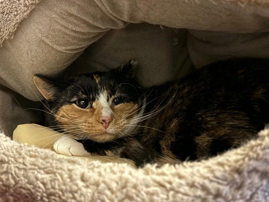 Ferry, Adoptable, Adult Female Domestic Short Hair.