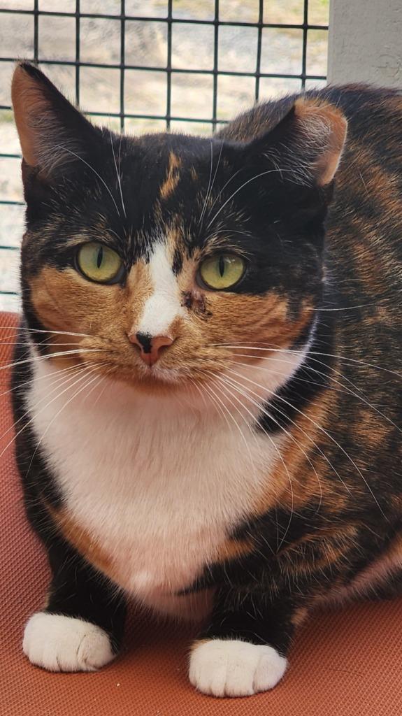 Ferry, a Adoptable mixed breed in Port Jervis, NY image 2/3