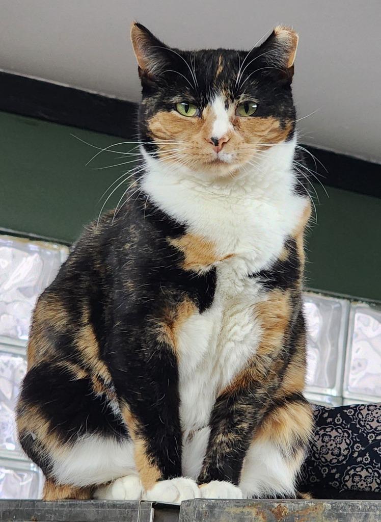 Enlarge Ferry, a Adoptable mixed breed in Port Jervis, NY image 3/4