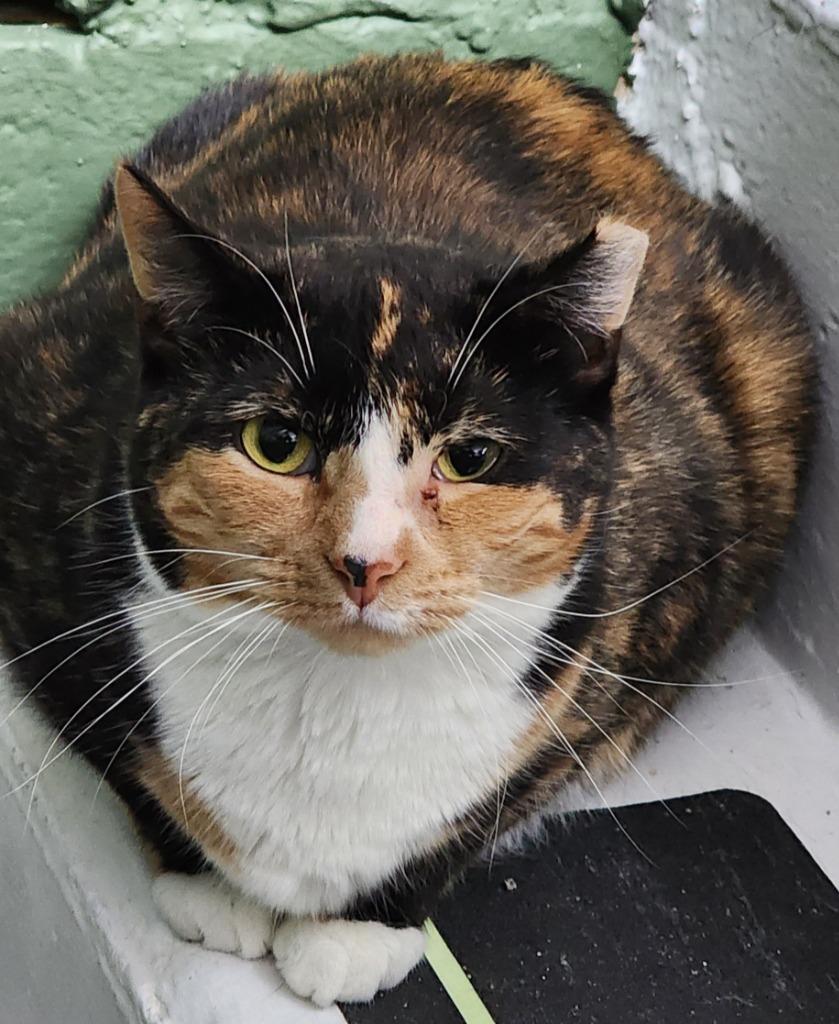 Enlarge Ferry, a Adoptable mixed breed in Port Jervis, NY image 4/4