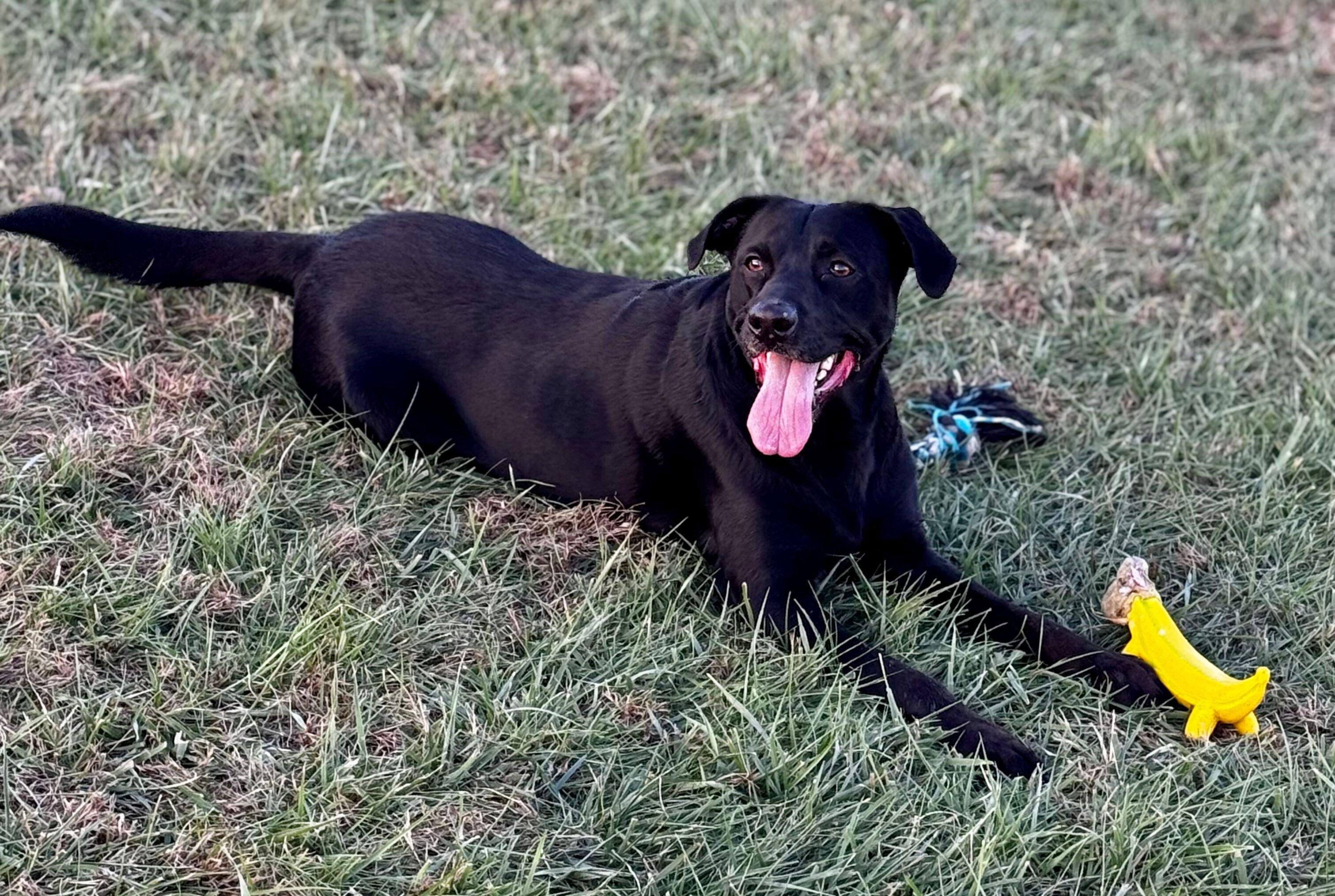 Enlarge Norton, a ADOPTABLE mixed breed in Lisbon, IA image 4/6