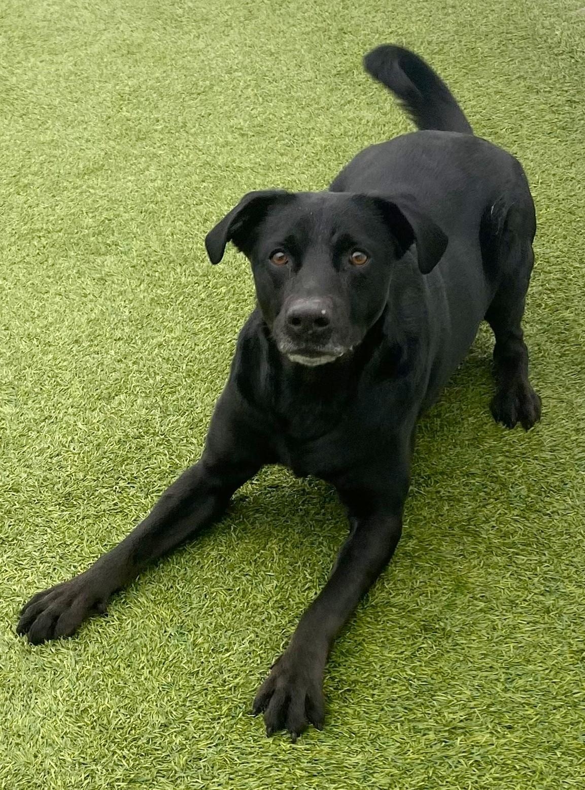 Enlarge Norton, a ADOPTABLE mixed breed in Lisbon, IA image 3/6