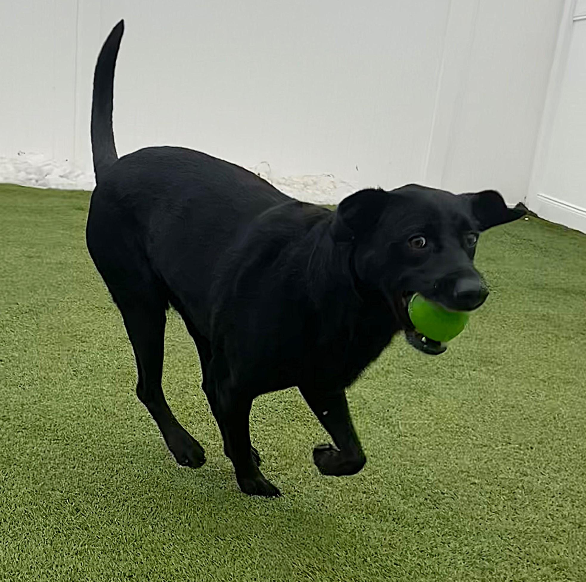 Enlarge Norton, a ADOPTABLE mixed breed in Lisbon, IA image 5/6