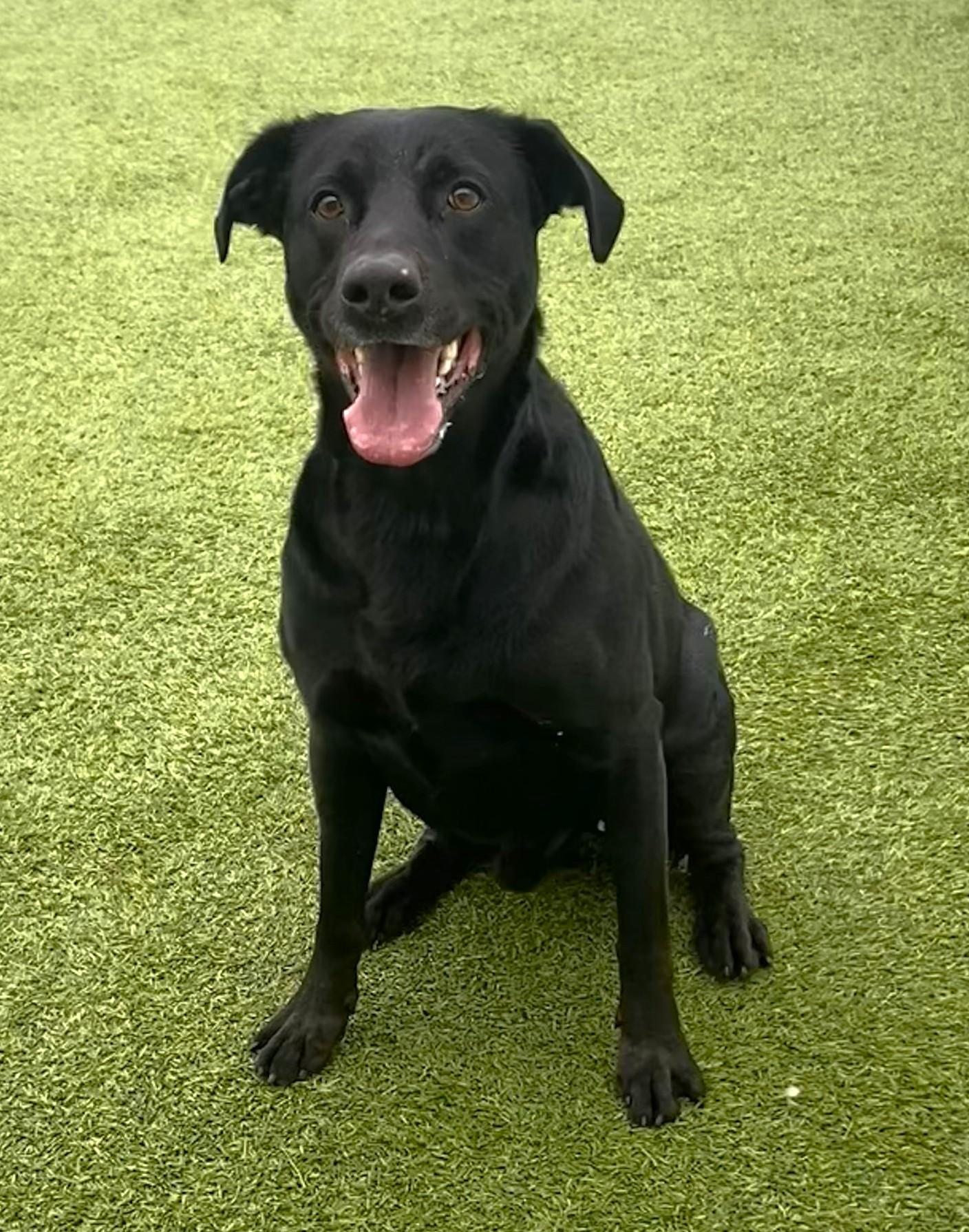 Norton, ADOPTABLE, Adult Male Labrador Retriever.