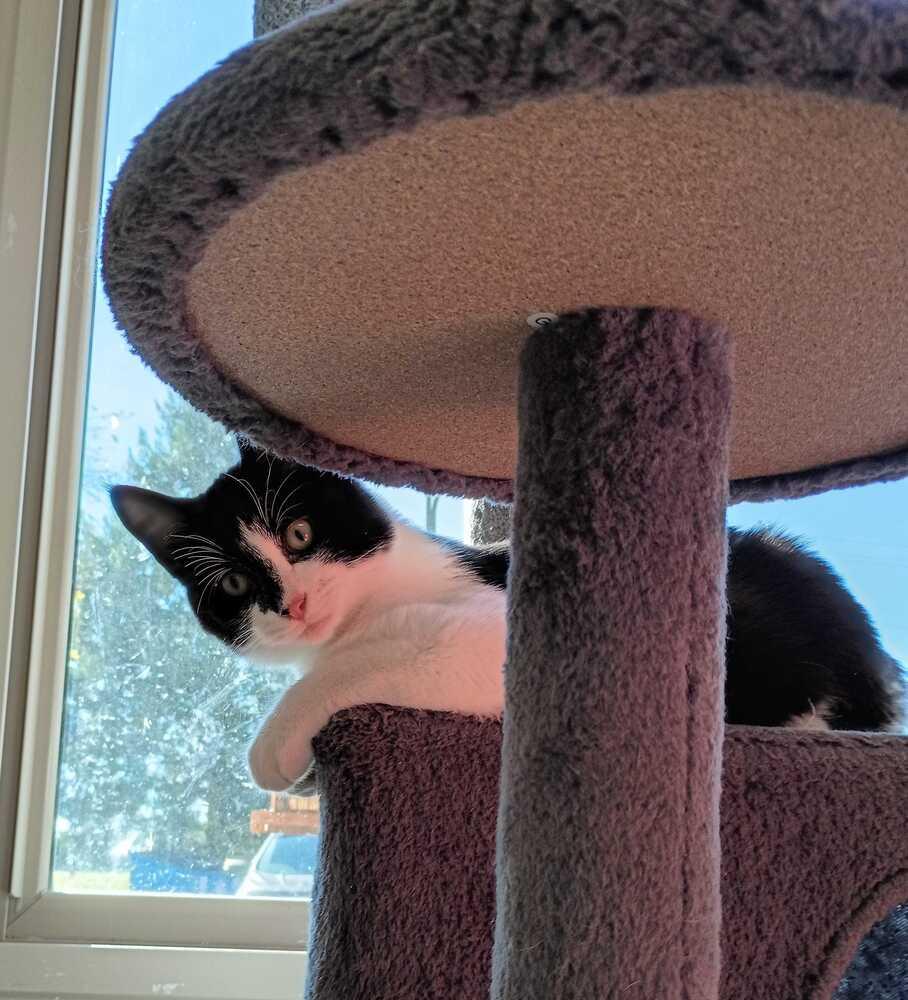 Enlarge Enbarr, a Adoptable Domestic Short Hair in Bowling Green, OH image 1/3