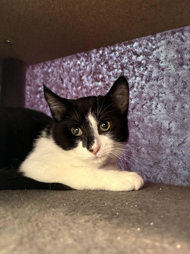 Enlarge Enbarr, a Adoptable Domestic Short Hair in Bowling Green, OH image 2/3