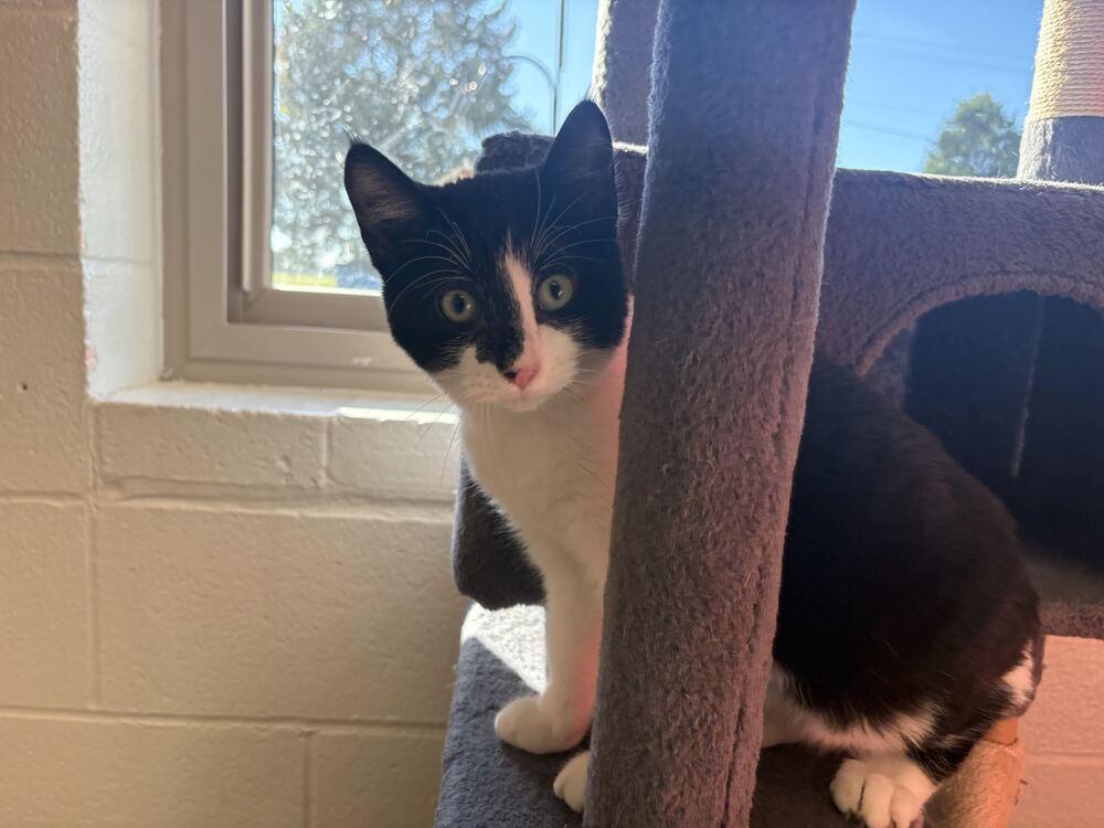 Enlarge Enbarr, a Adoptable Domestic Short Hair in Bowling Green, OH image 3/3