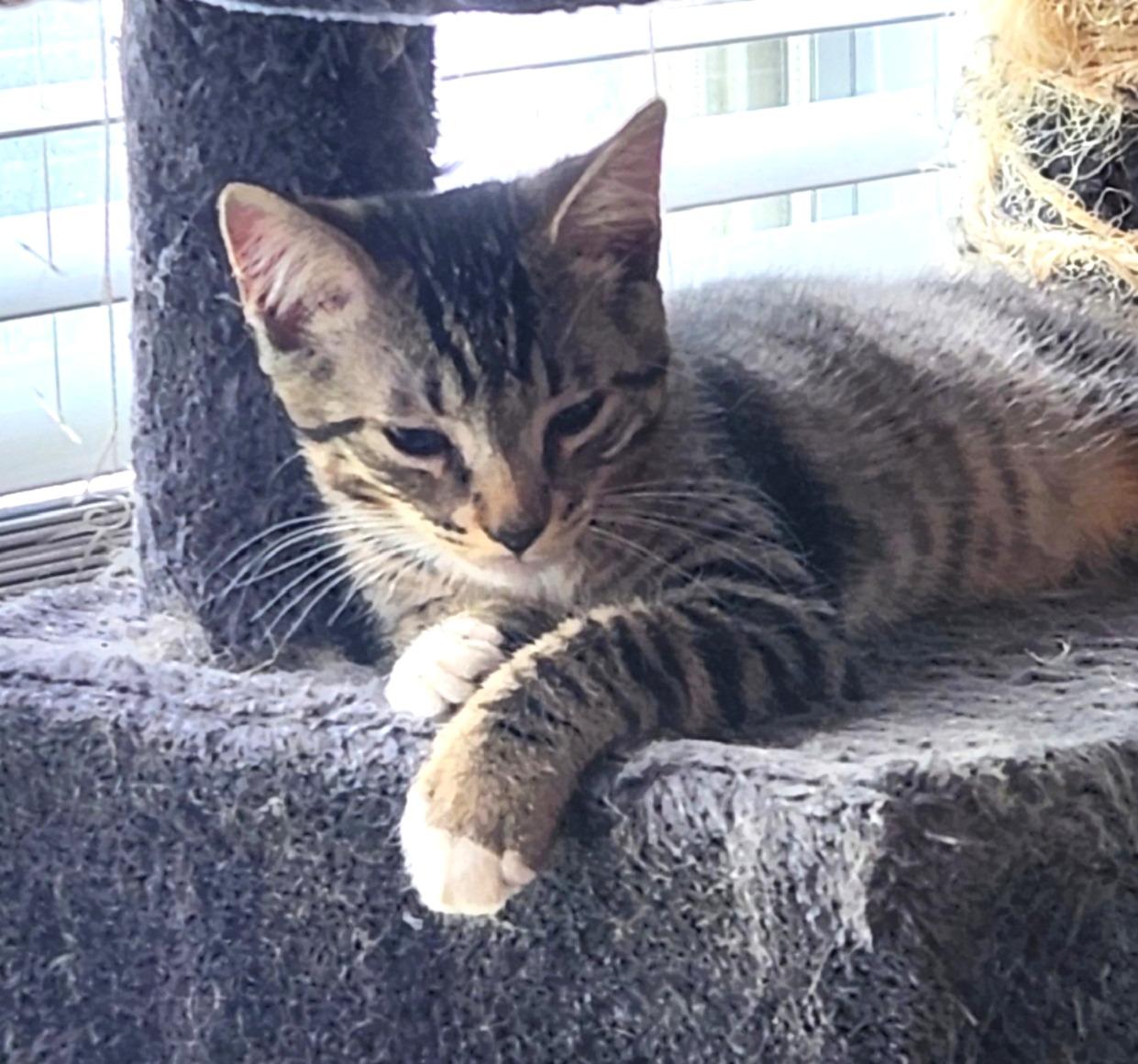 Clawed Monet #artist-colony