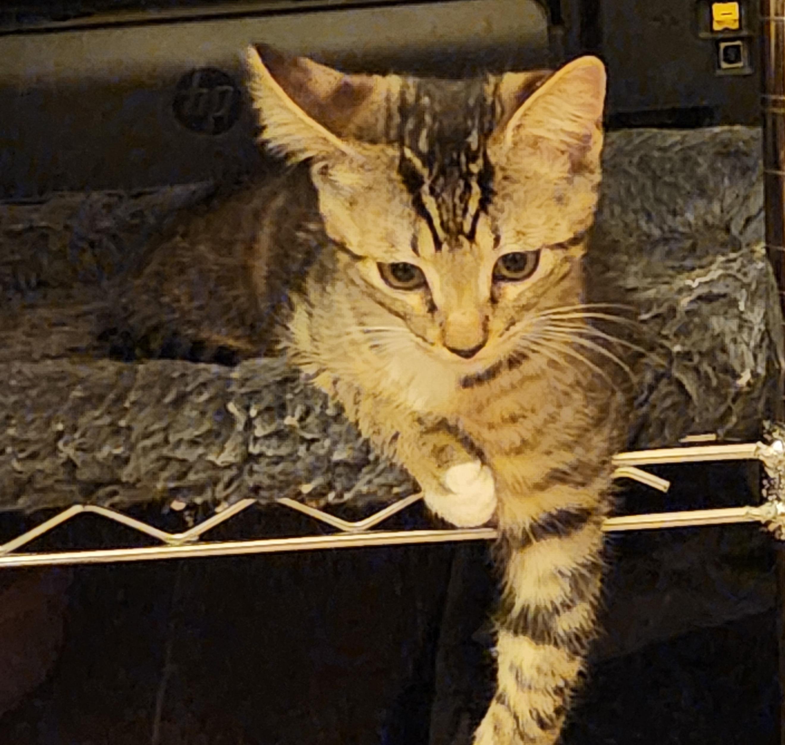 Clawed Monet #artist-colony