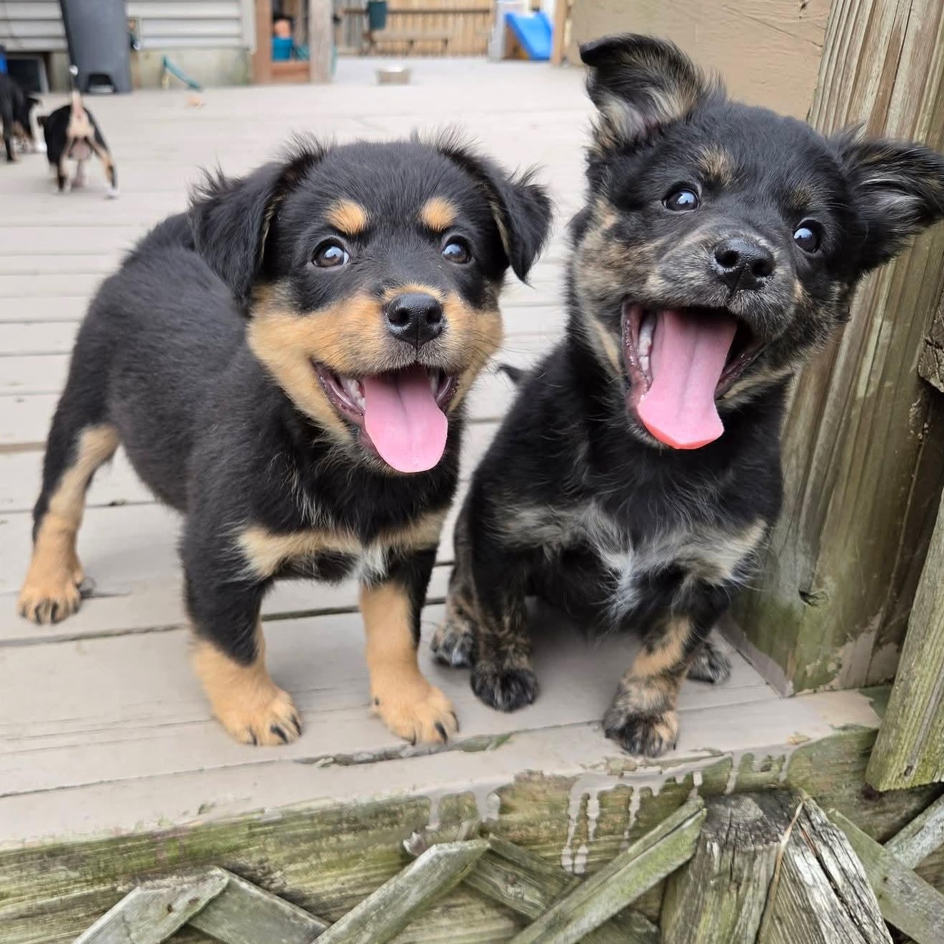 Enlarge Kiriko- Overwatch Support Squad, an adopted mixed breed in Kentwood, MI image 6/6