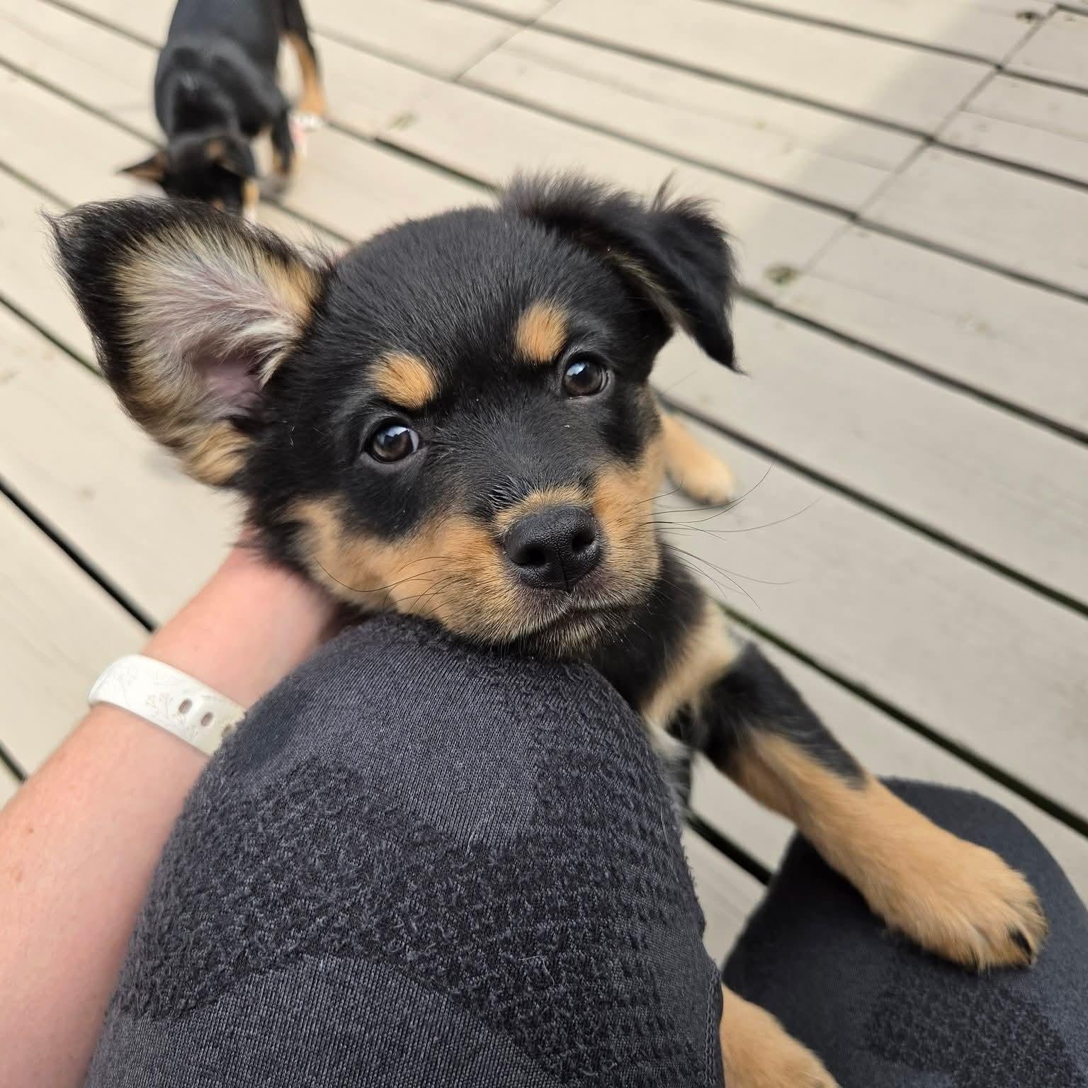 Enlarge Kiriko- Overwatch Support Squad, an adopted mixed breed in Kentwood, MI image 1/6