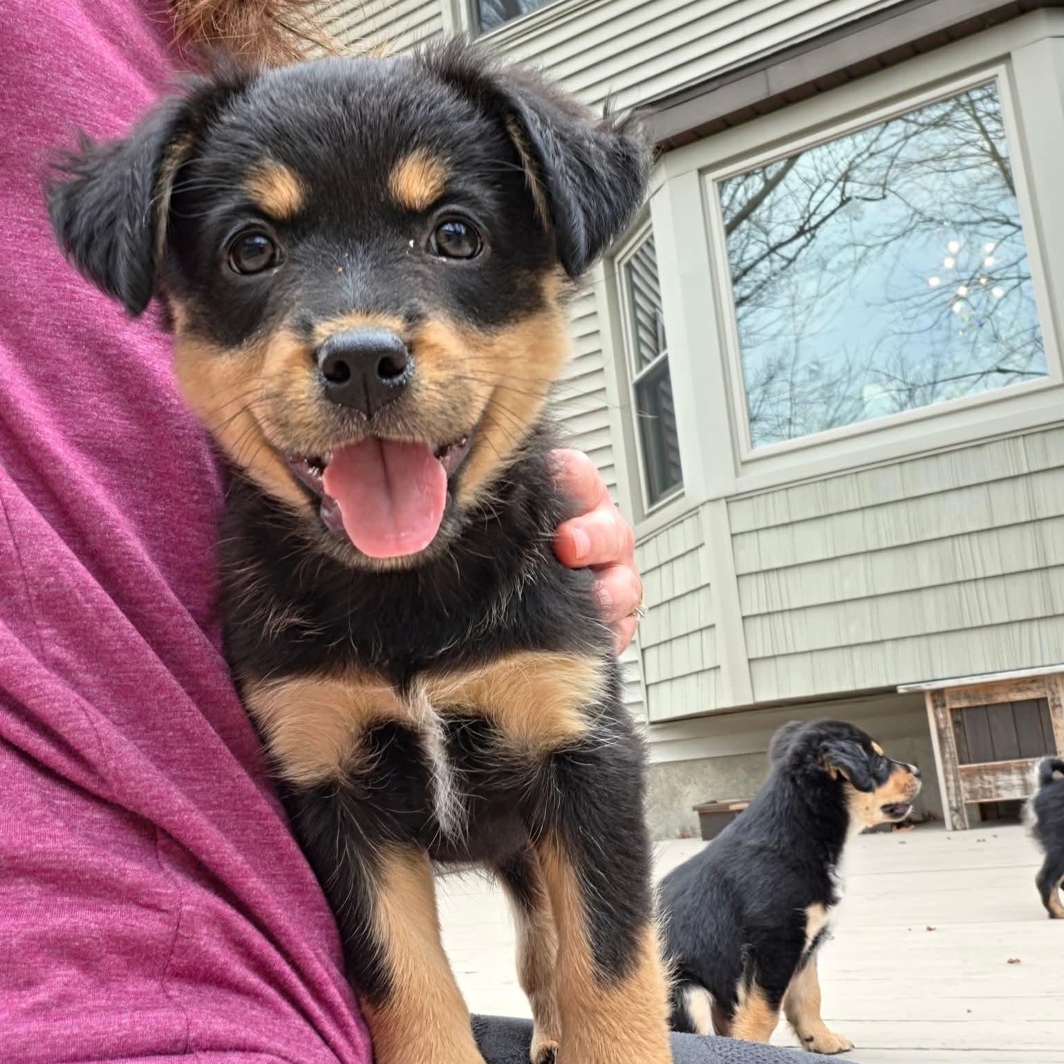 Enlarge Kiriko- Overwatch Support Squad, an adopted mixed breed in Kentwood, MI image 2/6