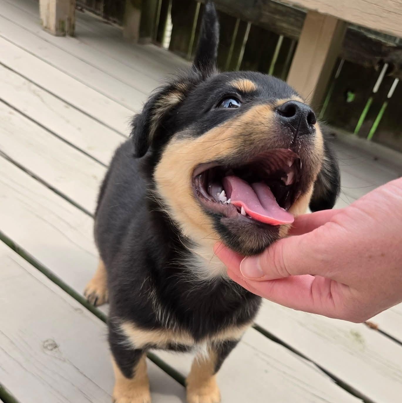 Enlarge Kiriko- Overwatch Support Squad, an adopted mixed breed in Kentwood, MI image 4/6