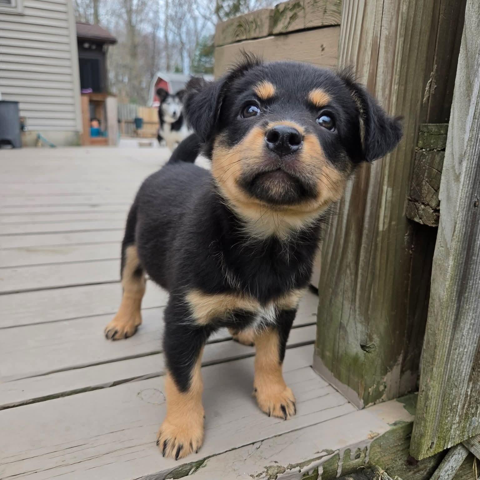 Enlarge Kiriko- Overwatch Support Squad, an adopted mixed breed in Kentwood, MI image 3/6