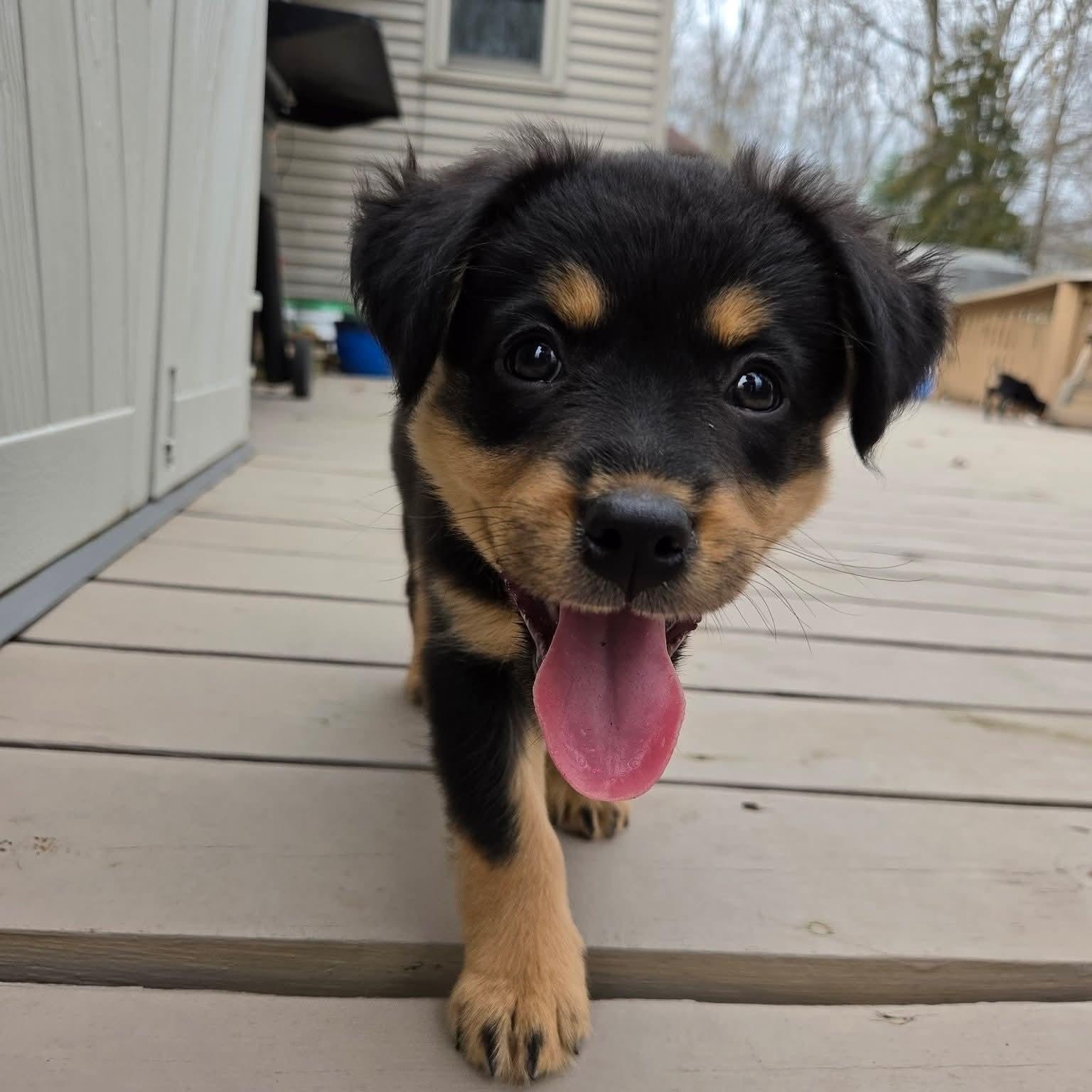 Enlarge Kiriko- Overwatch Support Squad, an adopted mixed breed in Kentwood, MI image 5/6