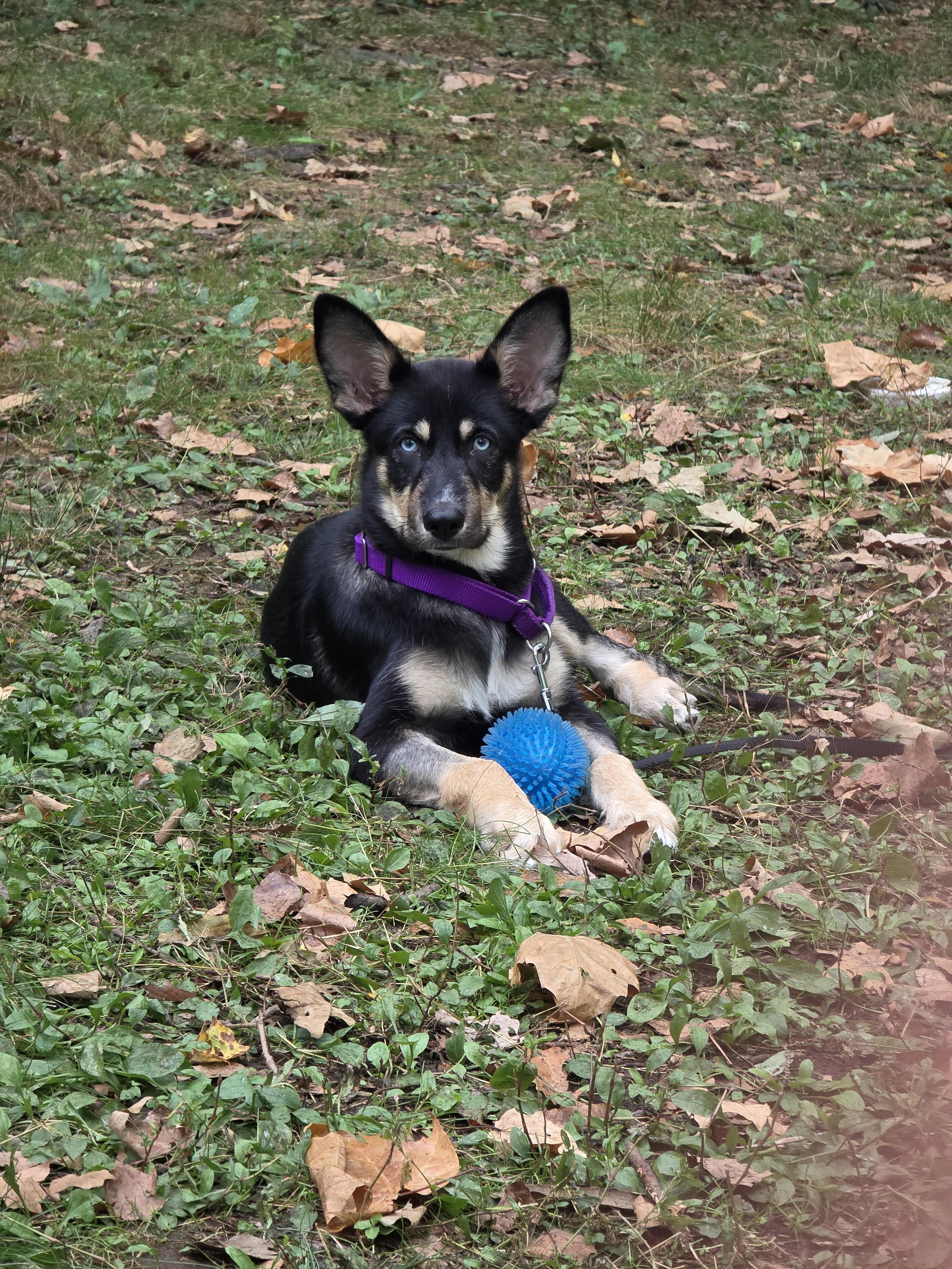Enlarge Twix, a Adoptable mixed breed in North Haledon, NJ image 1/6