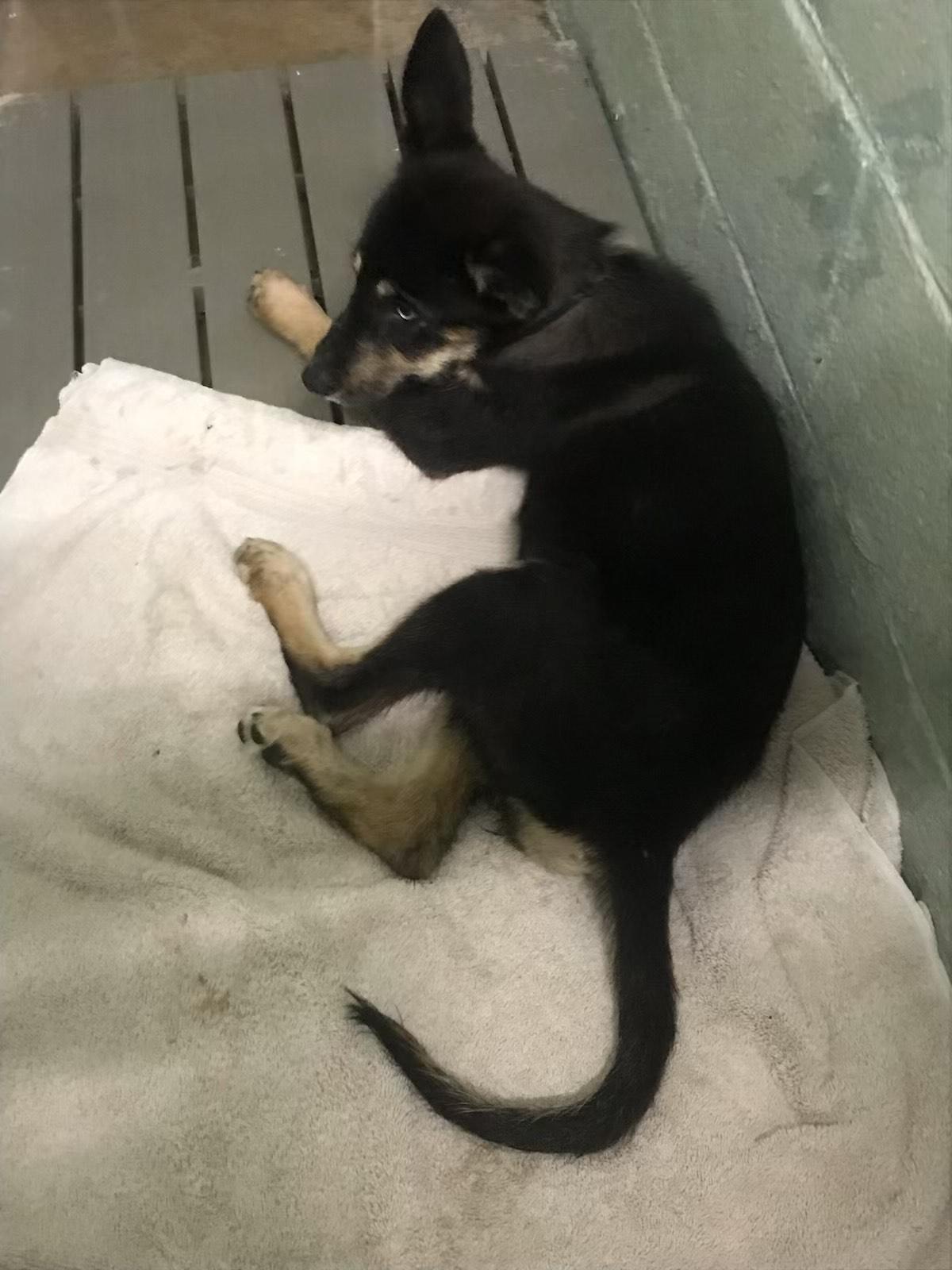 Enlarge Twix, a Adoptable mixed breed in North Haledon, NJ image 2/6
