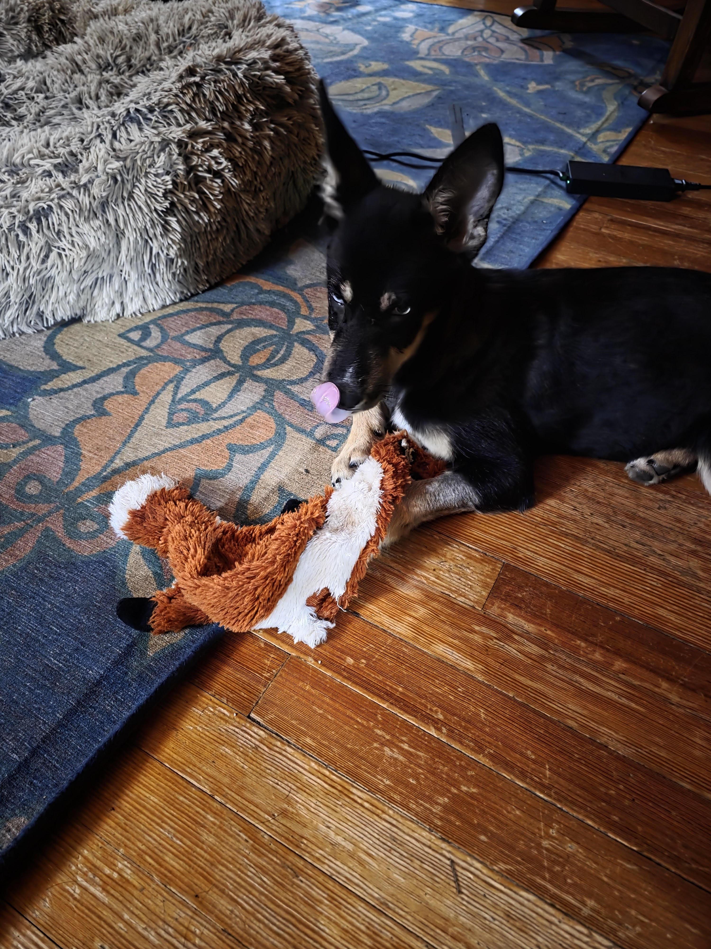 Enlarge Twix, a Adoptable mixed breed in North Haledon, NJ image 3/6