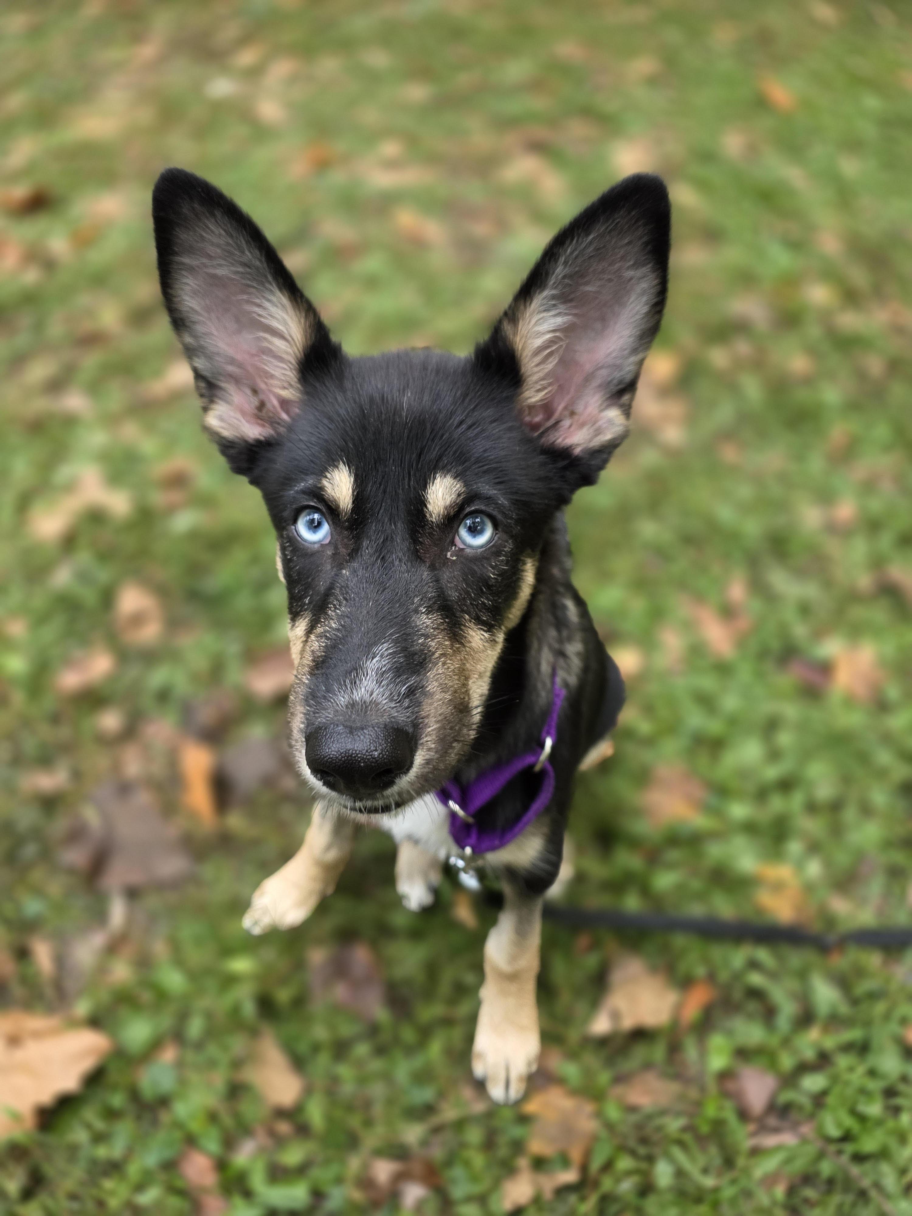 Enlarge Twix, a Adoptable mixed breed in North Haledon, NJ image 4/6