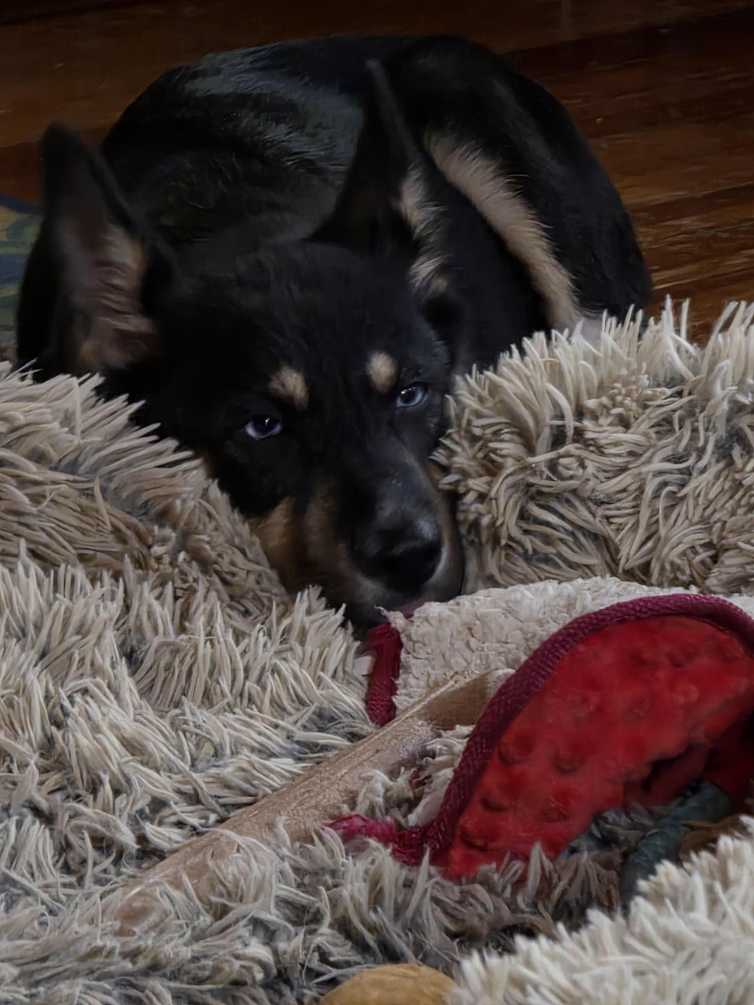 Enlarge Twix, a Adoptable mixed breed in North Haledon, NJ image 6/6