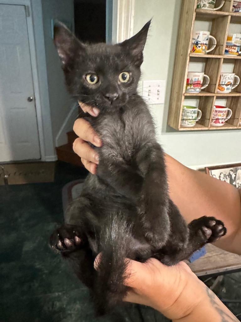 Banjo, Adoptable, Kitten Male American Shorthair.