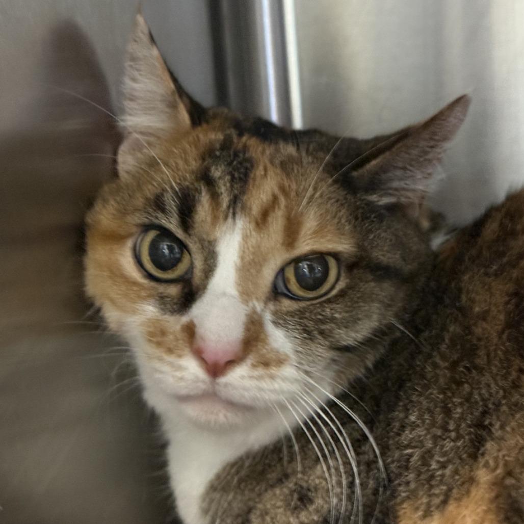 Patchwork — thumbnail 2