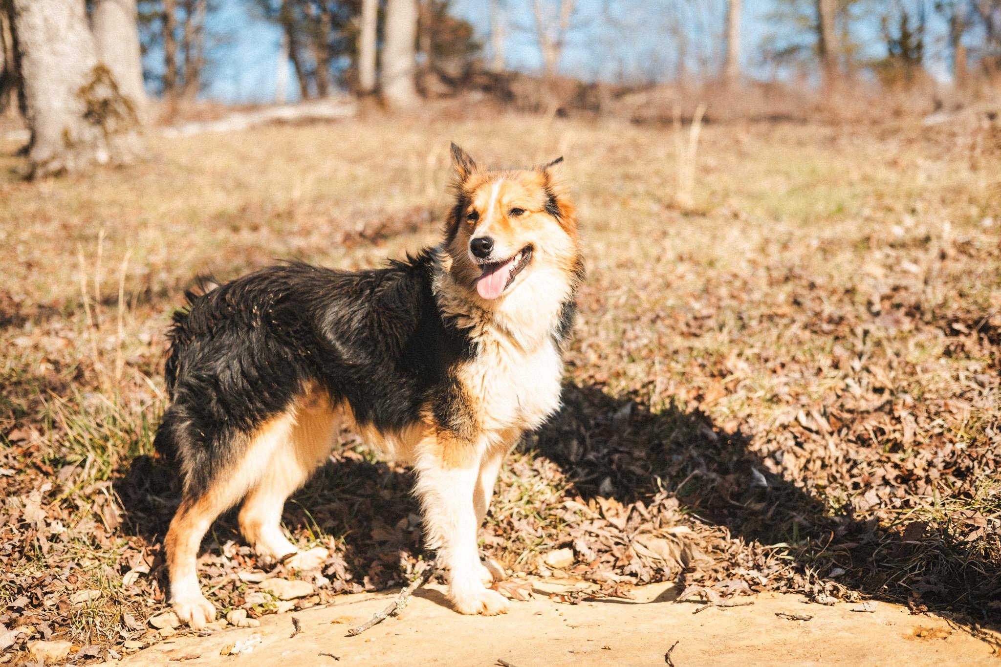 Enlarge Foxley - Transport, a Adopted mixed breed in Wilmington, OH image 4/5