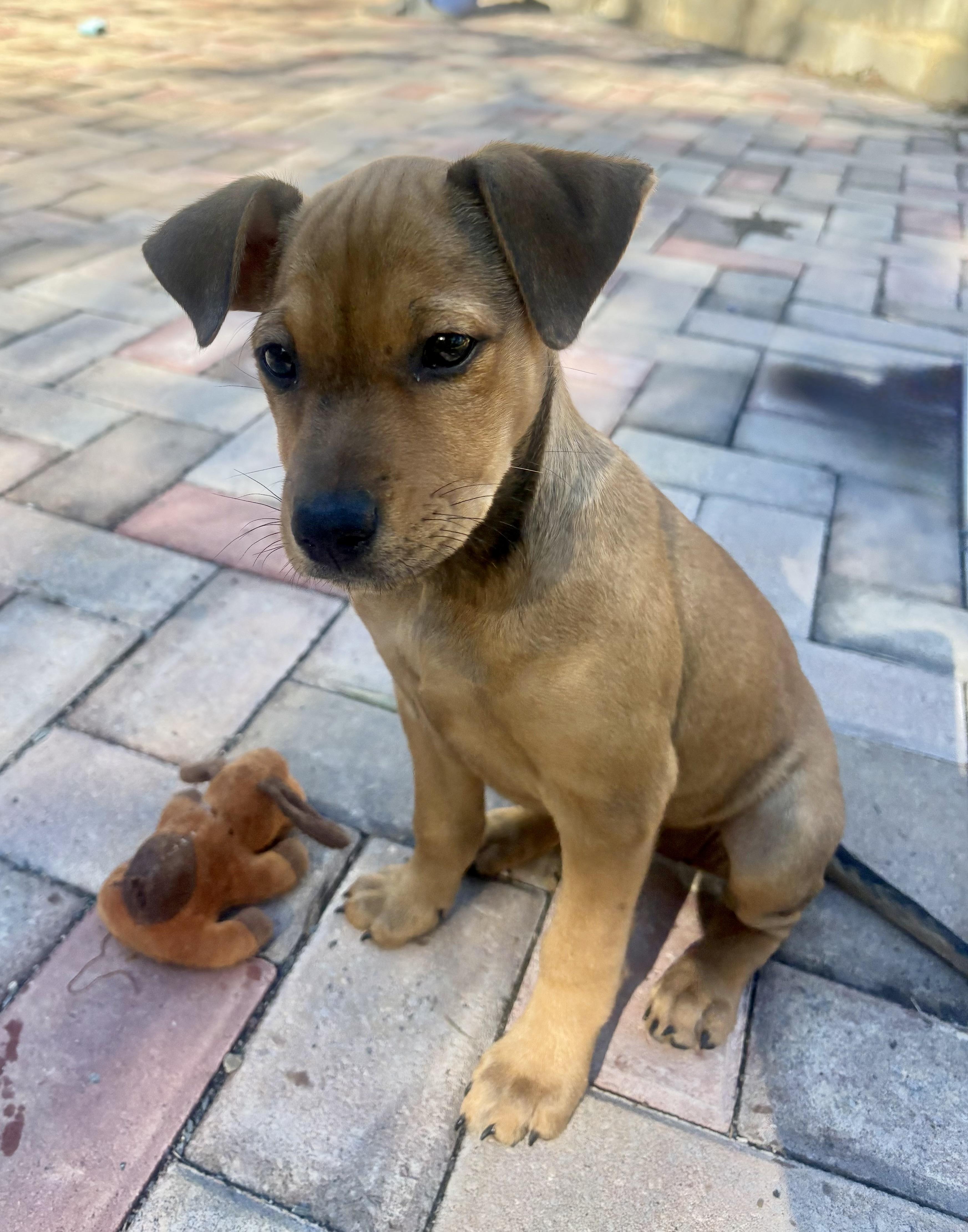 Enlarge Sally, a Adoptable mixed breed in Waxhaw, NC image 5/5