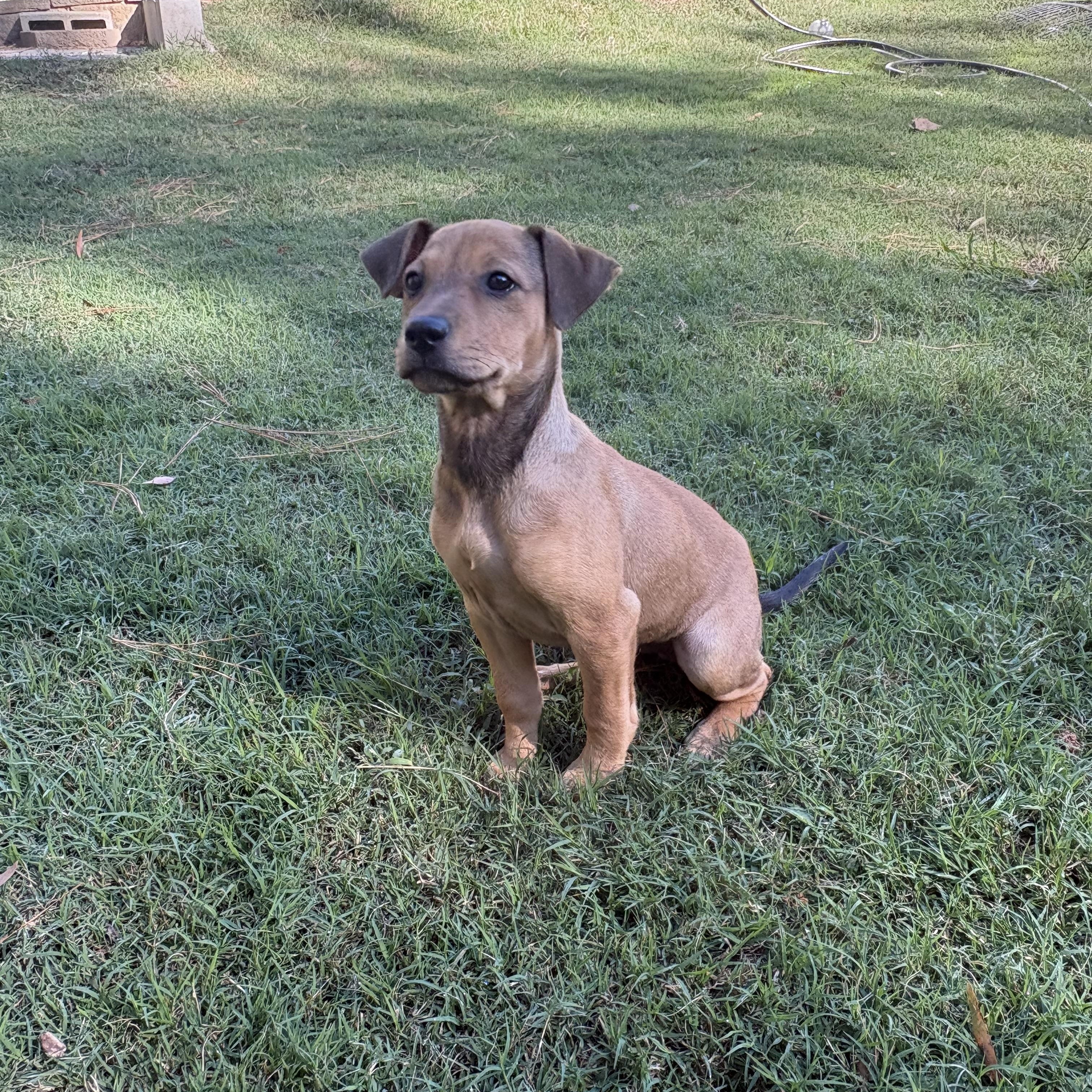 Sally, Adoptable, Puppy Female Labrador Retriever & Beagle.