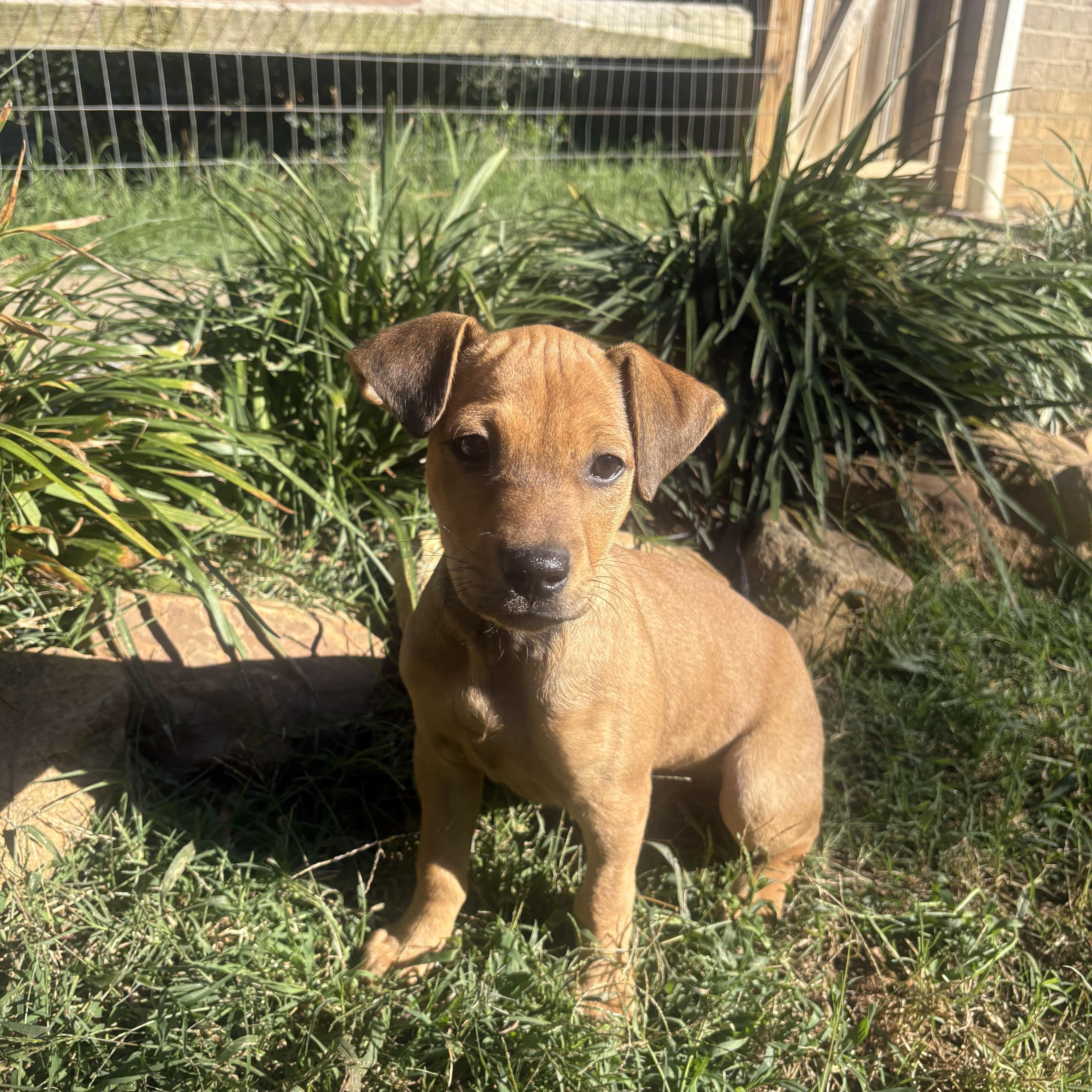 Enlarge Sally, a Adoptable mixed breed in Waxhaw, NC image 2/5