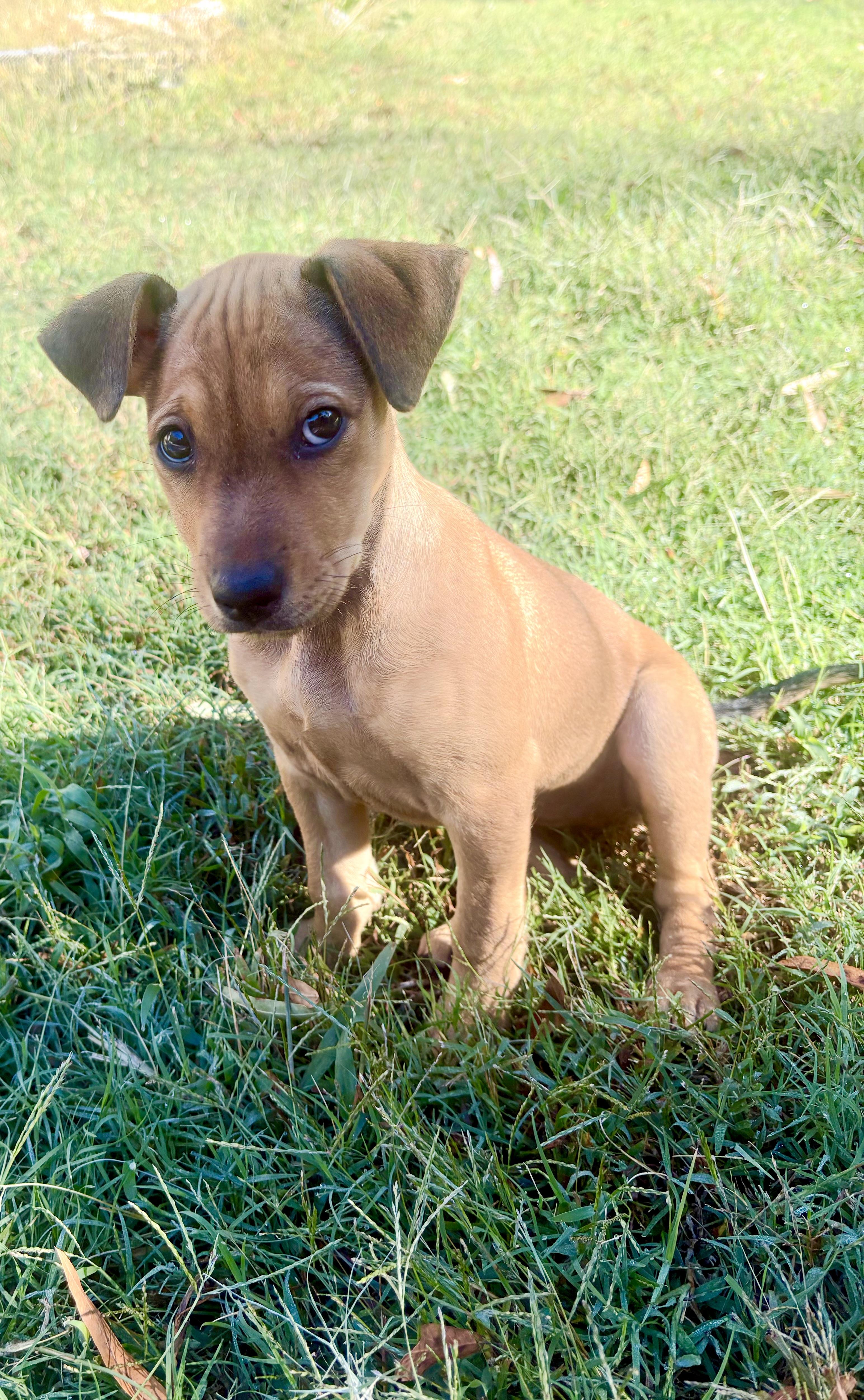 Enlarge Sally, a Adoptable mixed breed in Waxhaw, NC image 4/5