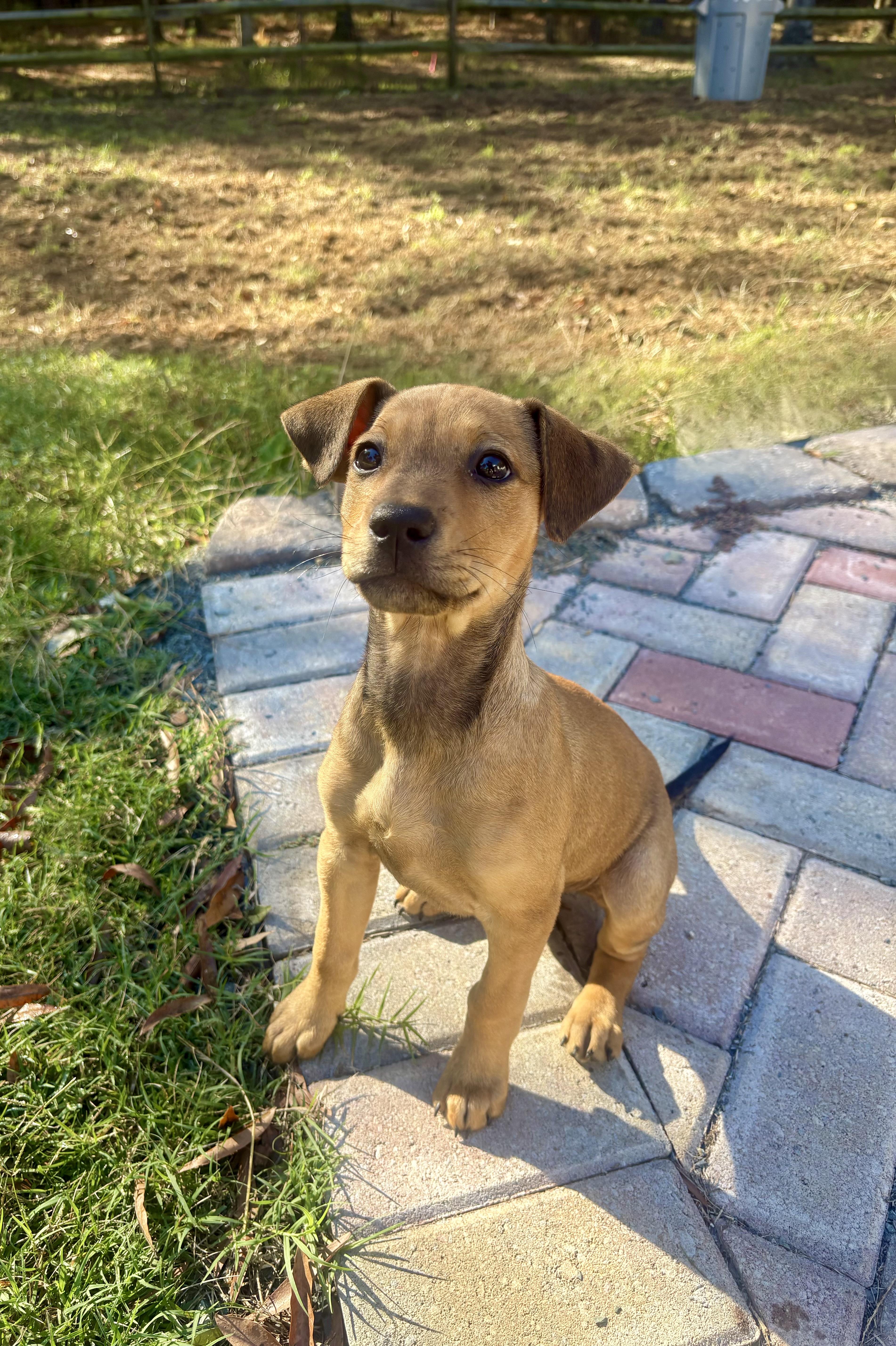 Enlarge Sally, a Adoptable mixed breed in Waxhaw, NC image 3/5