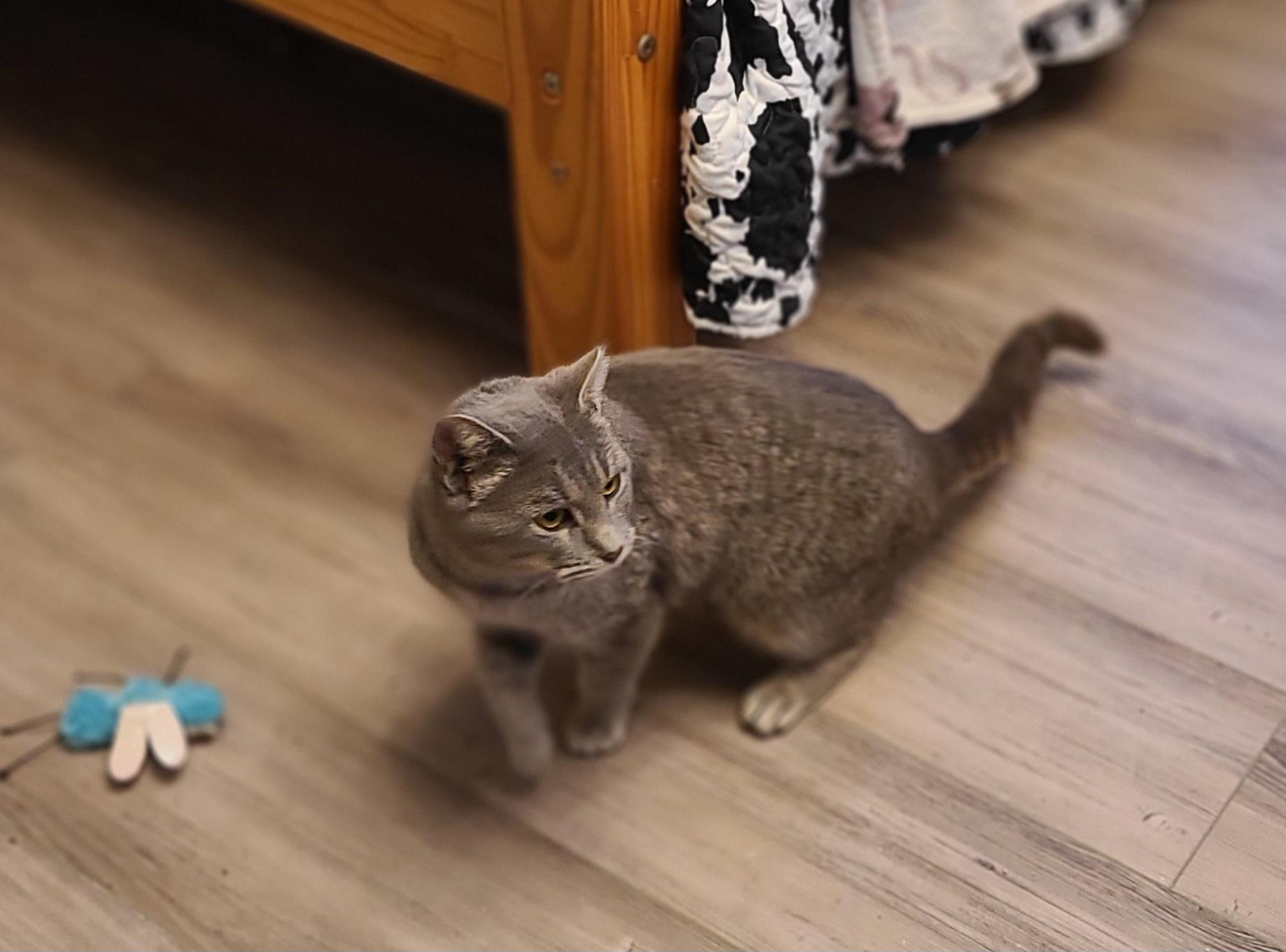 Hazel, ADOPTABLE, Young Female Domestic Short Hair.