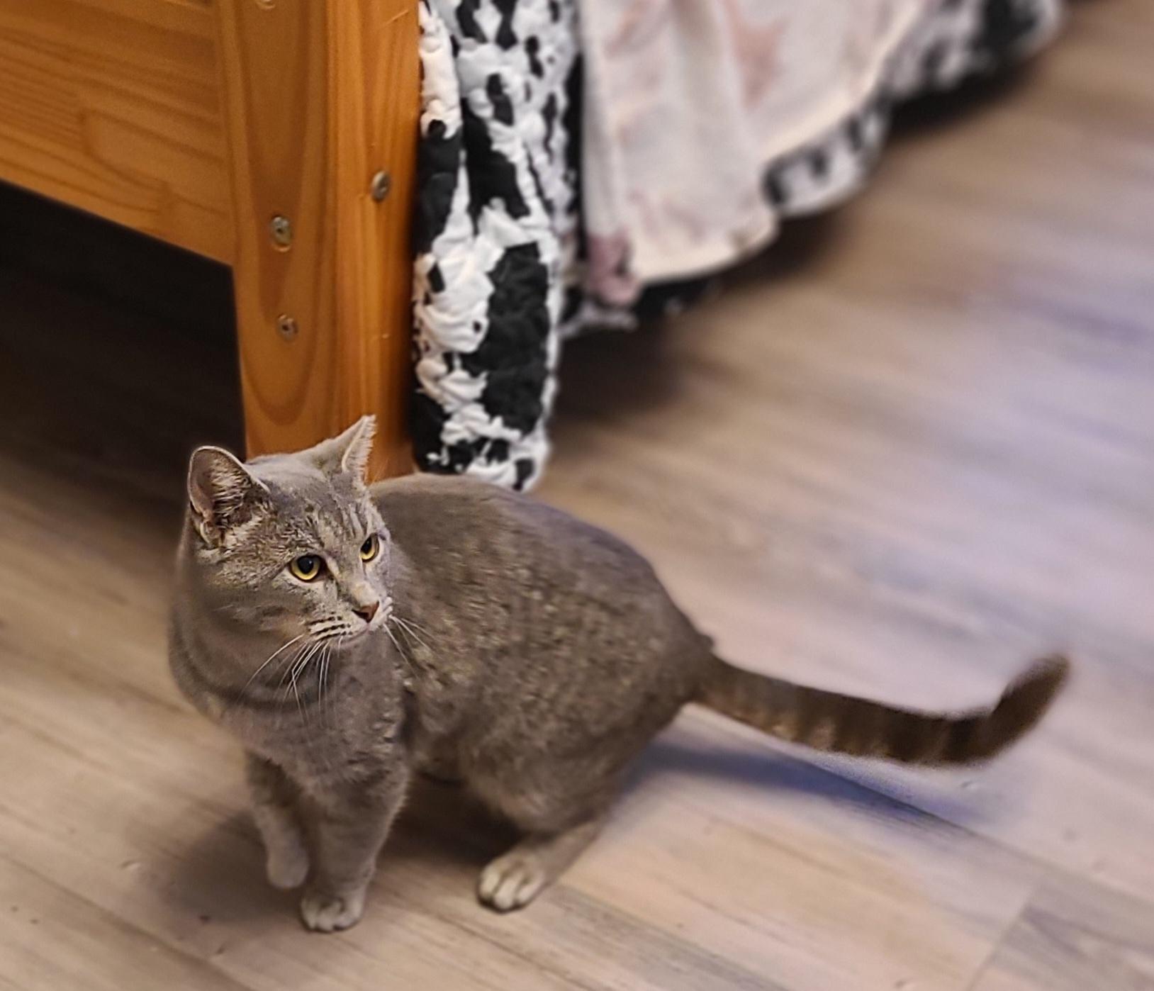 Enlarge Hazel, a ADOPTABLE Domestic Short Hair in Lewis Center, OH image 2/4