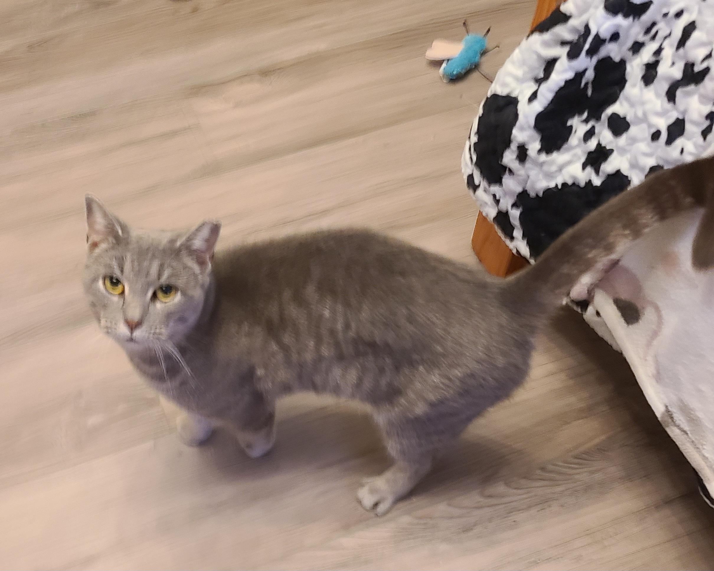 Enlarge Hazel, a ADOPTABLE Domestic Short Hair in Lewis Center, OH image 4/4