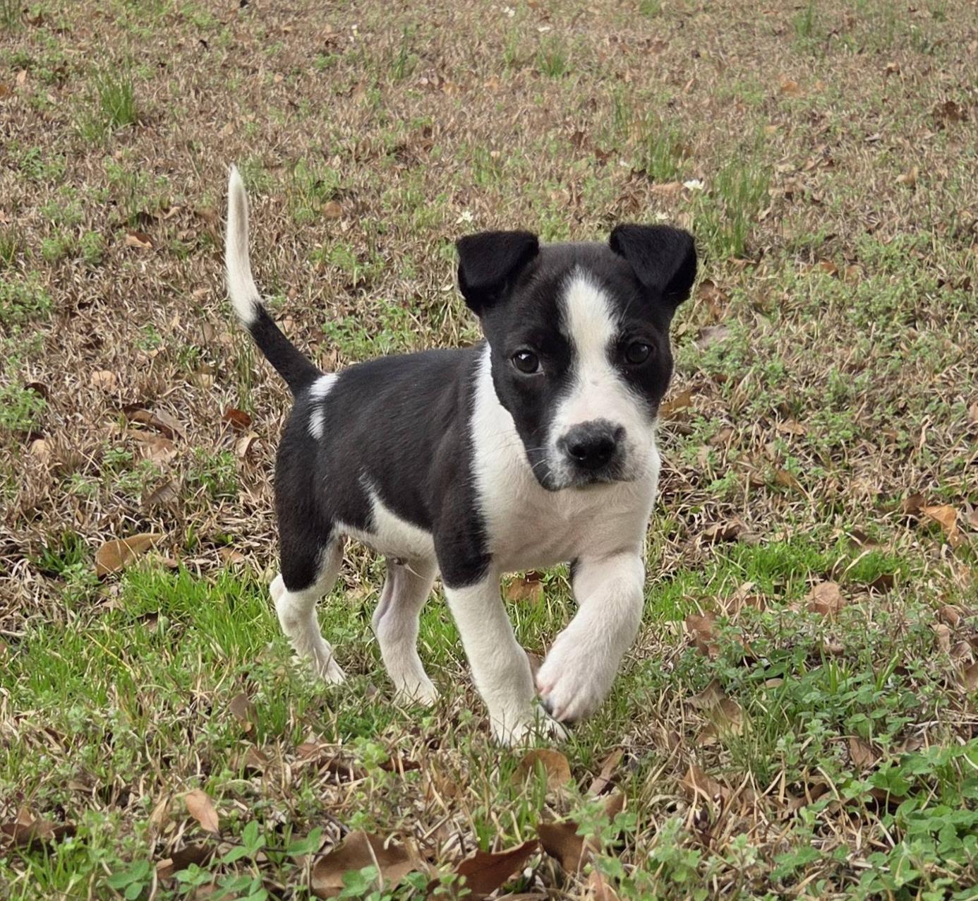 Enlarge Mikey, a ADOPTABLE mixed breed in Jxn, MS image 3/4