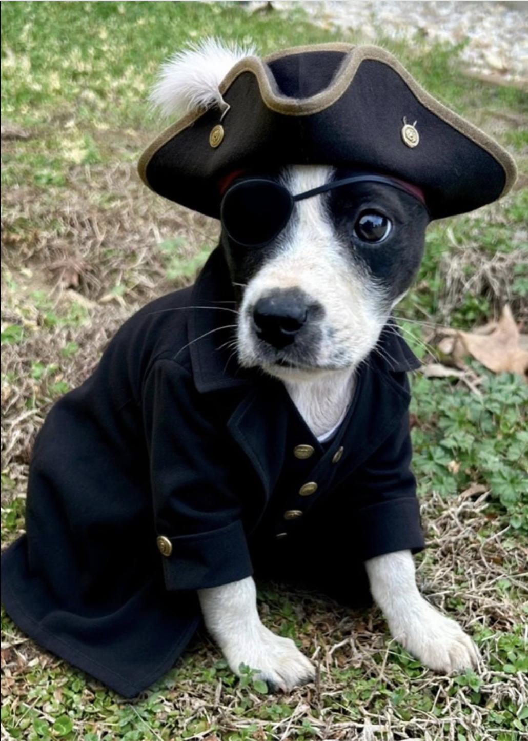 Enlarge Mikey, a ADOPTABLE mixed breed in Jxn, MS image 4/4