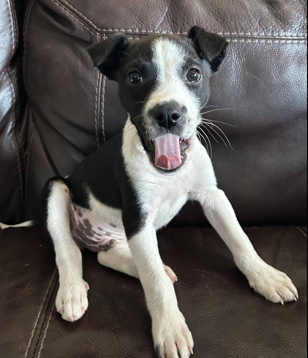 Enlarge Mikey, a ADOPTABLE mixed breed in Jxn, MS image 2/4