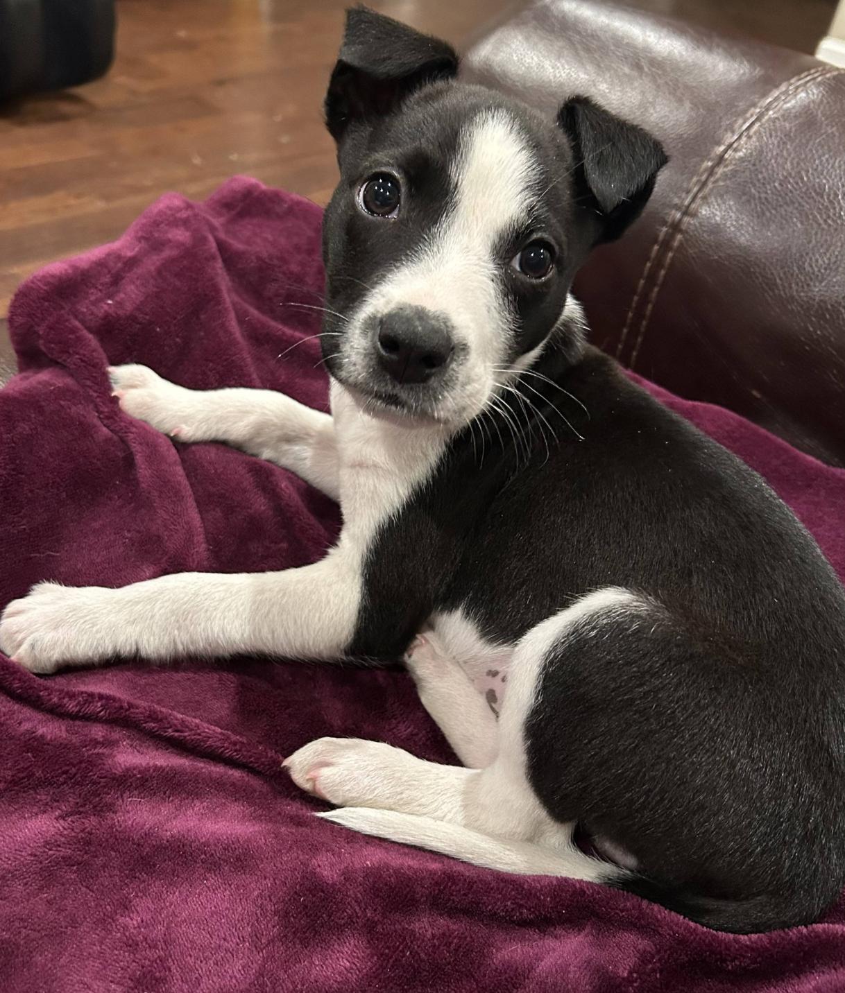 Enlarge Mikey, a ADOPTABLE mixed breed in Jxn, MS image 1/4