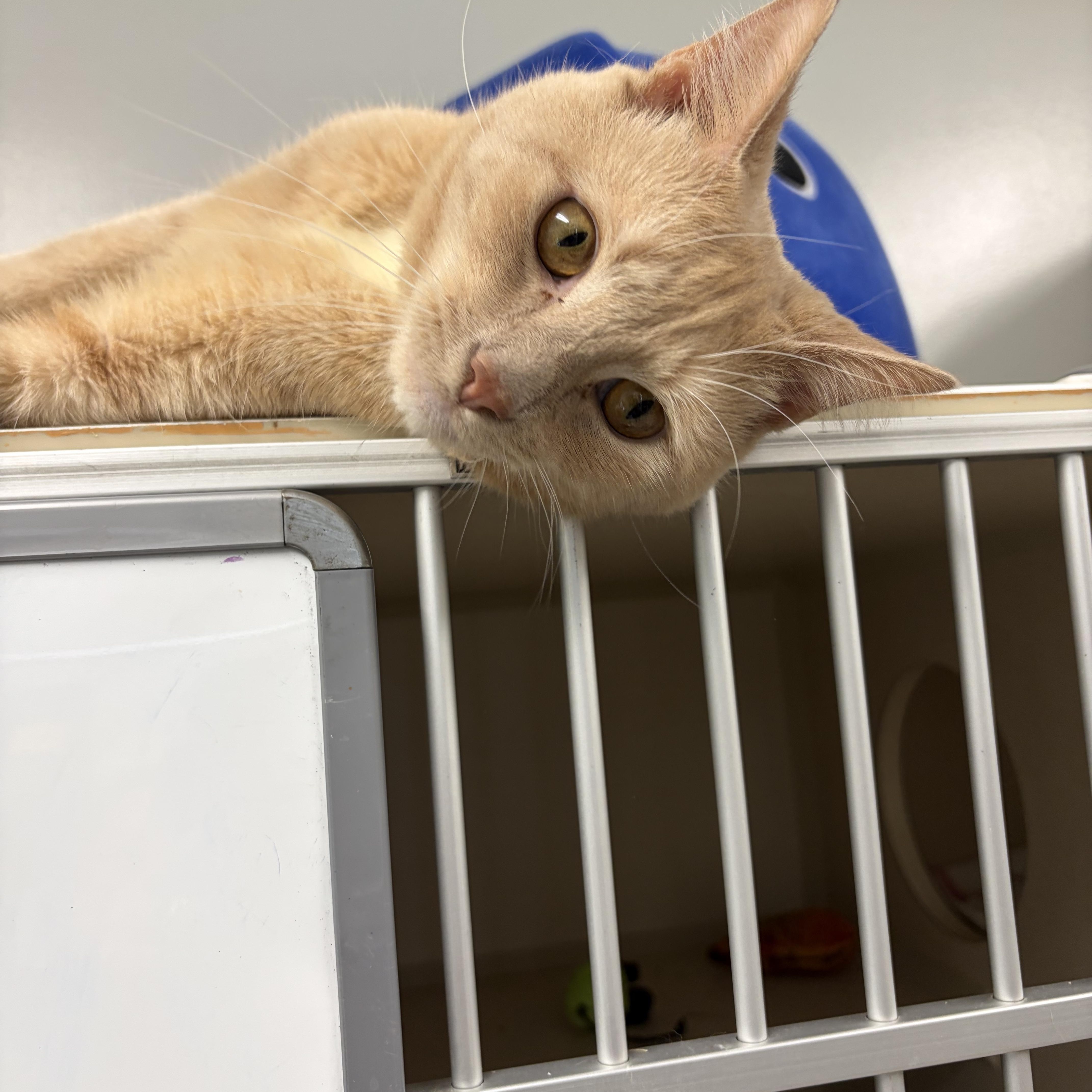 Enlarge HEMLOCK, a Adoptable Tiger in Gardner, MA image 2/3