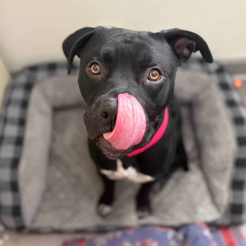 Oogie Boogie thumbnail 3