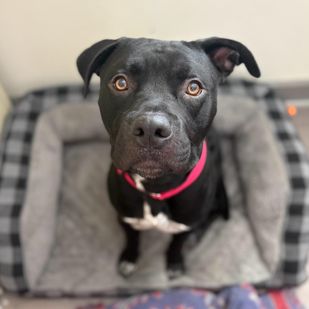 Oogie Boogie thumbnail 4